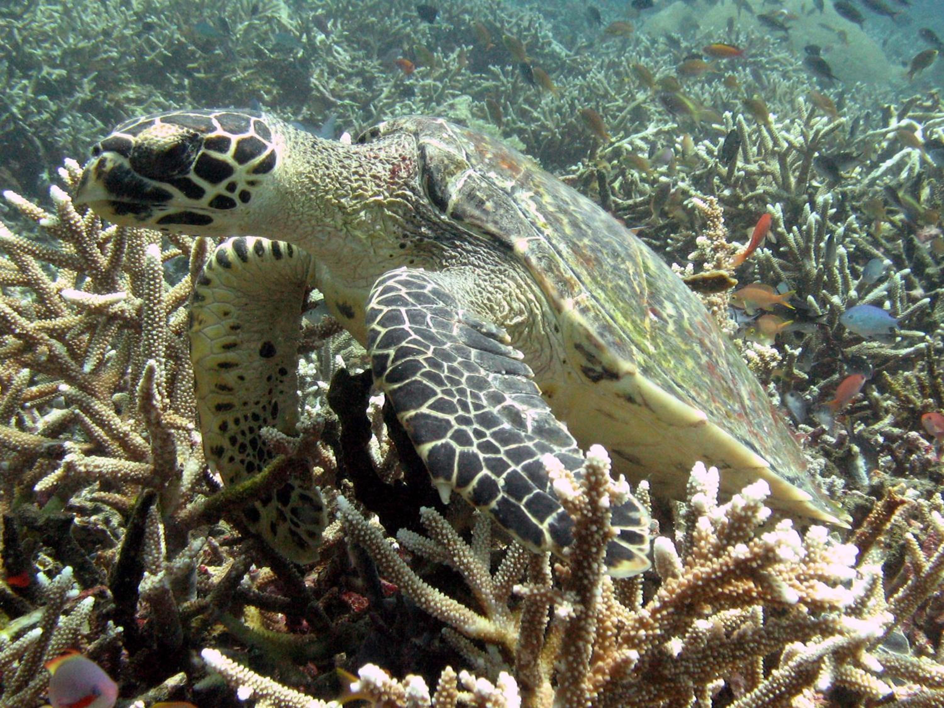 Garuda Dive & Accomodation Nusa Penida