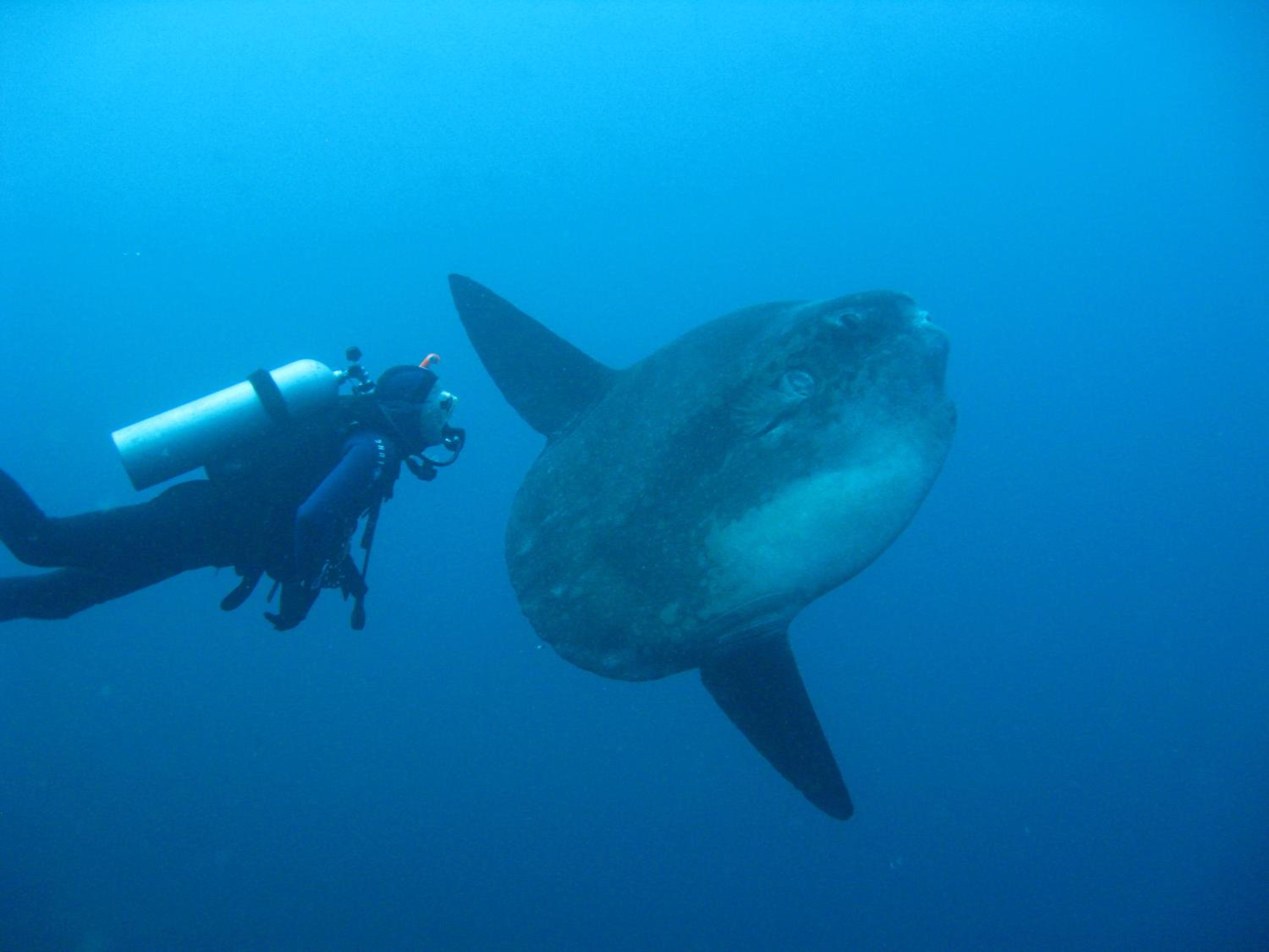 Garuda Dive & Accomodation Nusa Penida