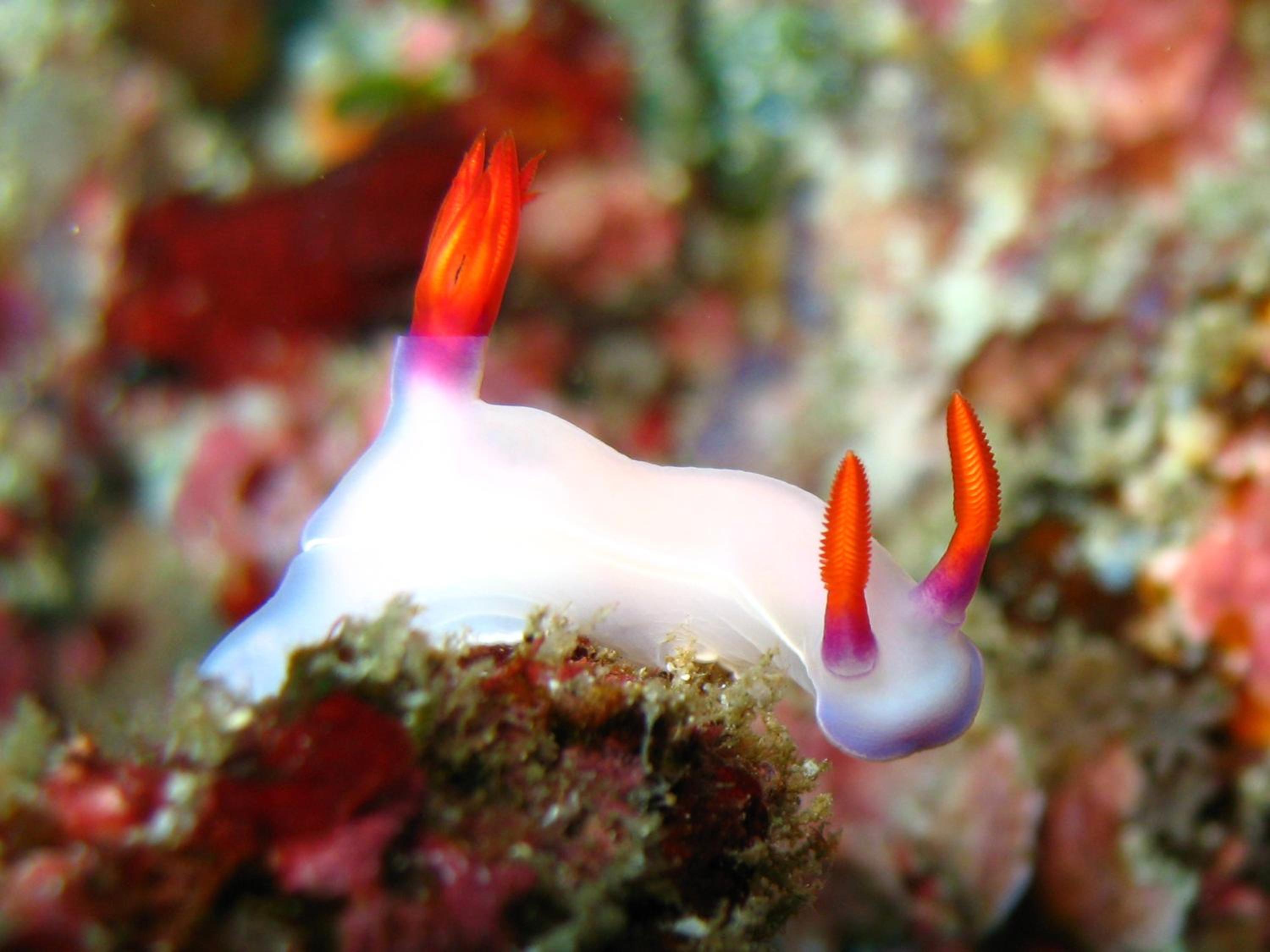 Garuda Dive & Accomodation Nusa Penida