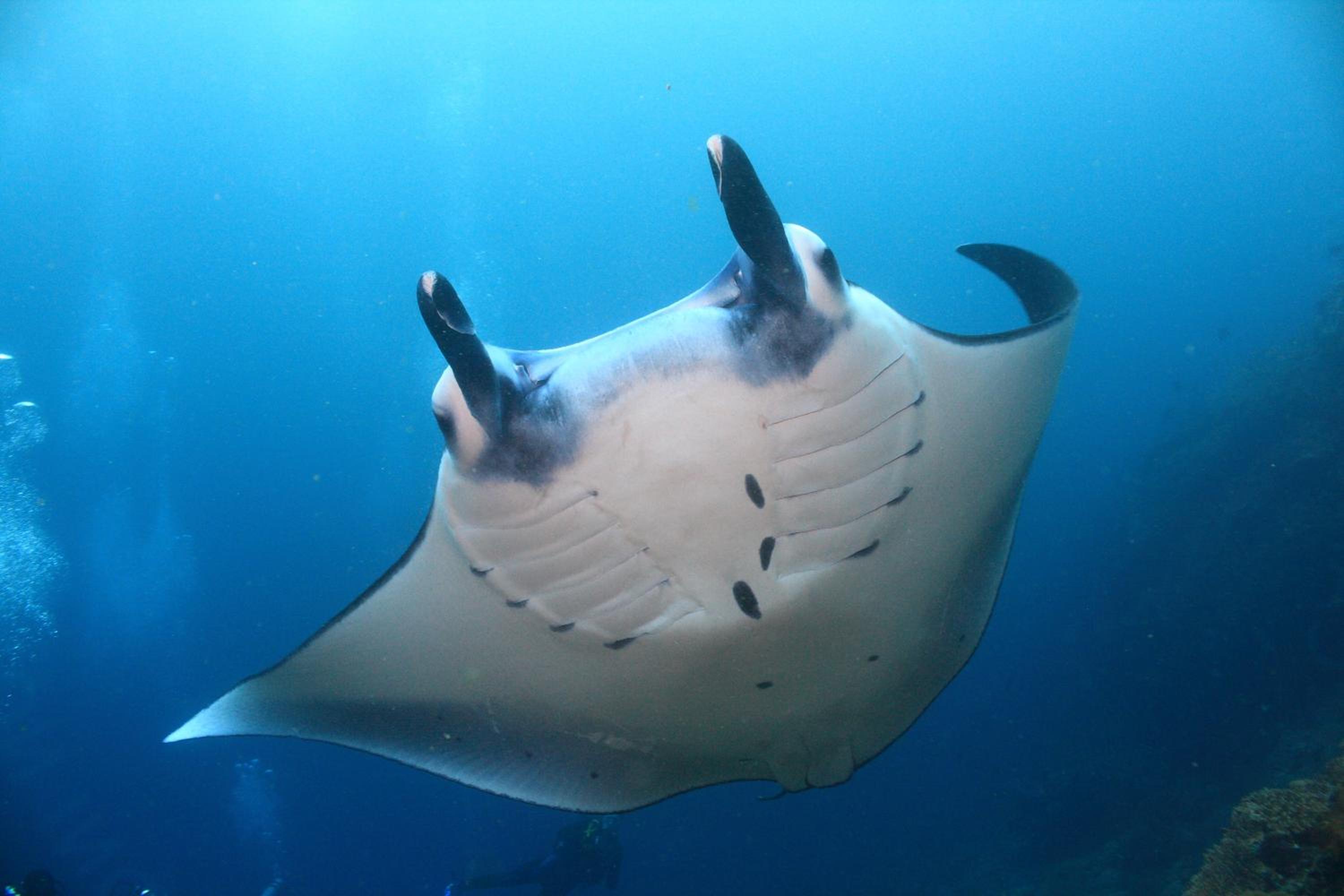 Garuda Dive & Accomodation Nusa Penida