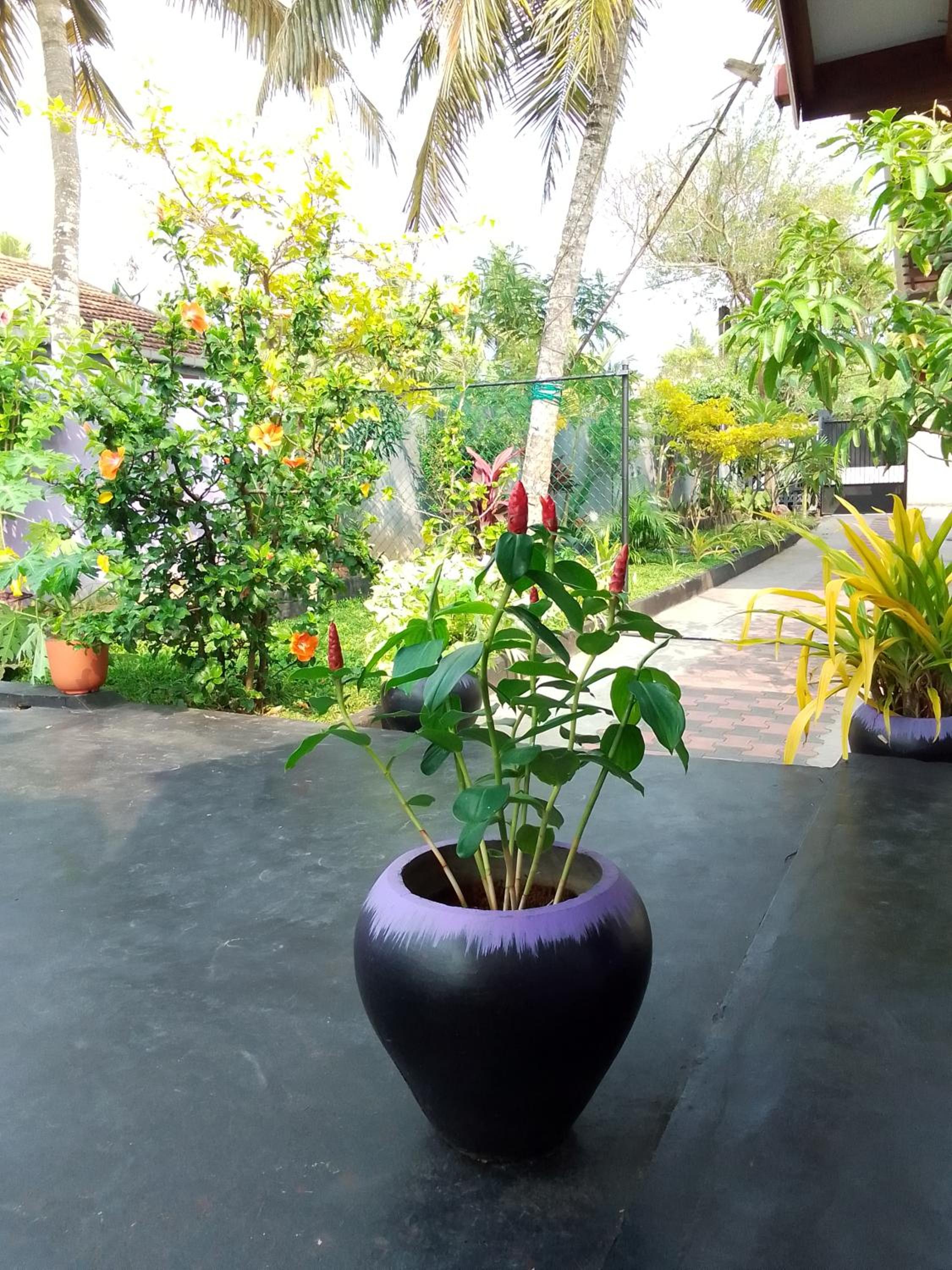 Mirissa Surf Villa view 3