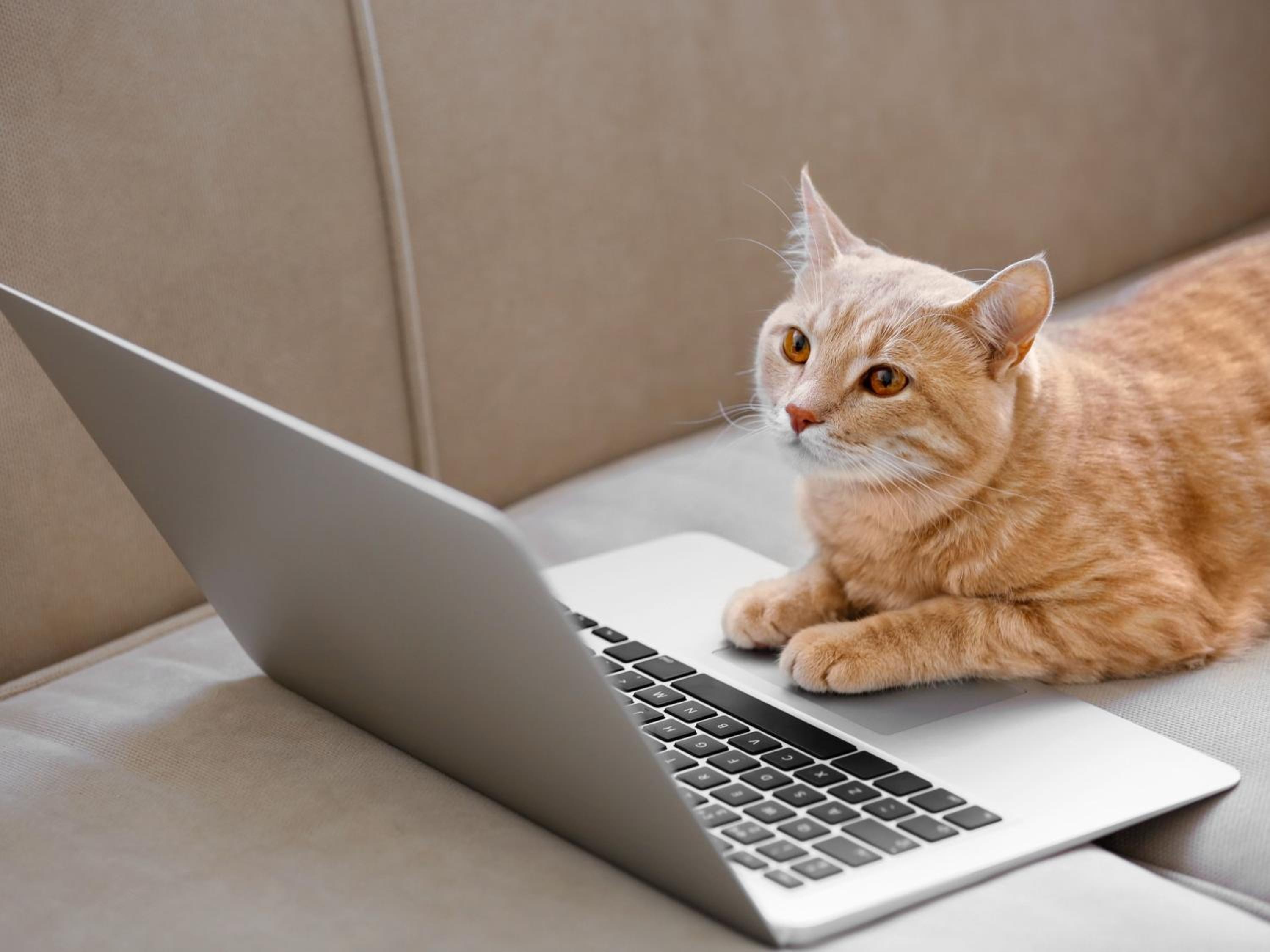 Apartamentos Alhambra Granada 3000