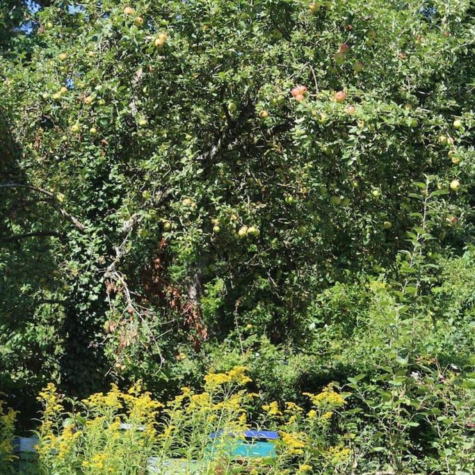Traumwohnung mit eigenem Garten