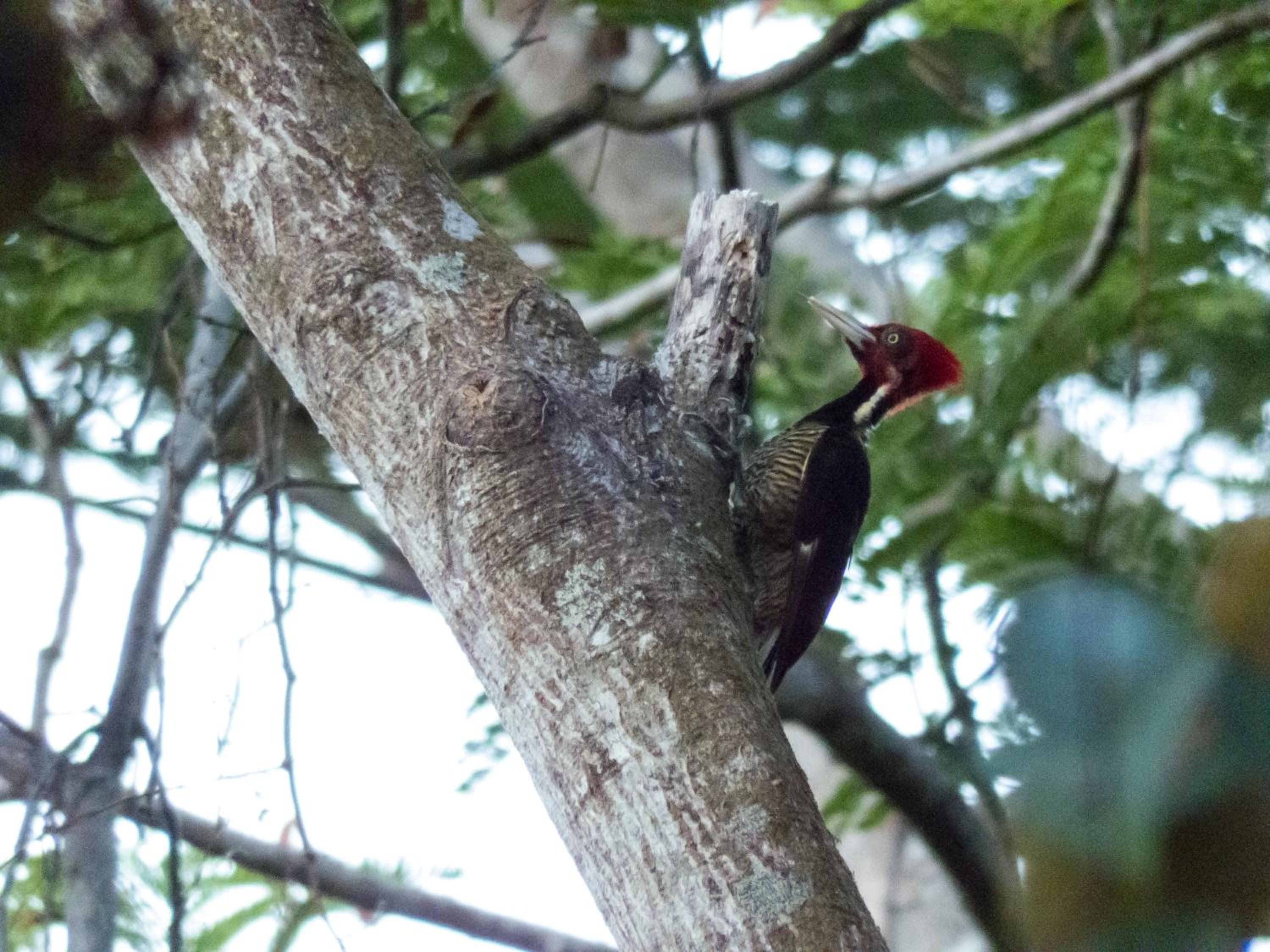 Selva Color - Forest & Beach EcoLodge