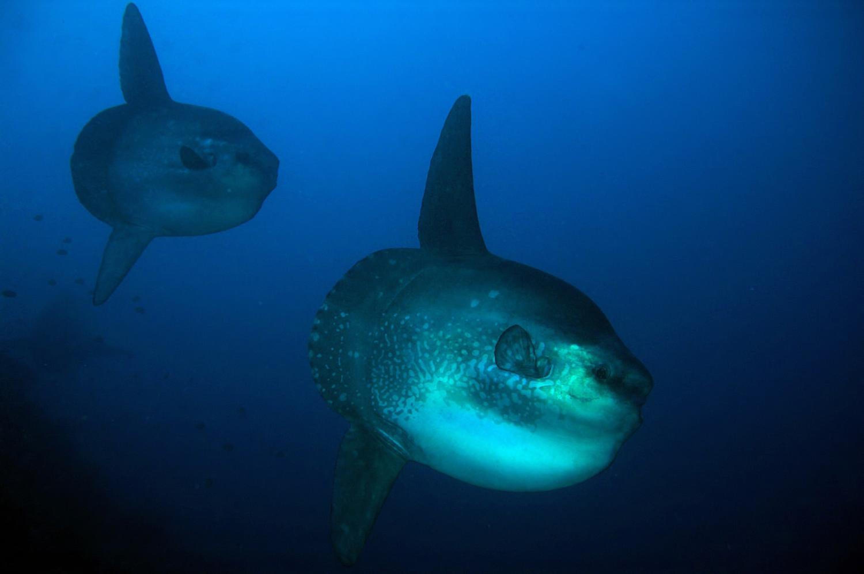 Garuda Dive & Accomodation Nusa Penida