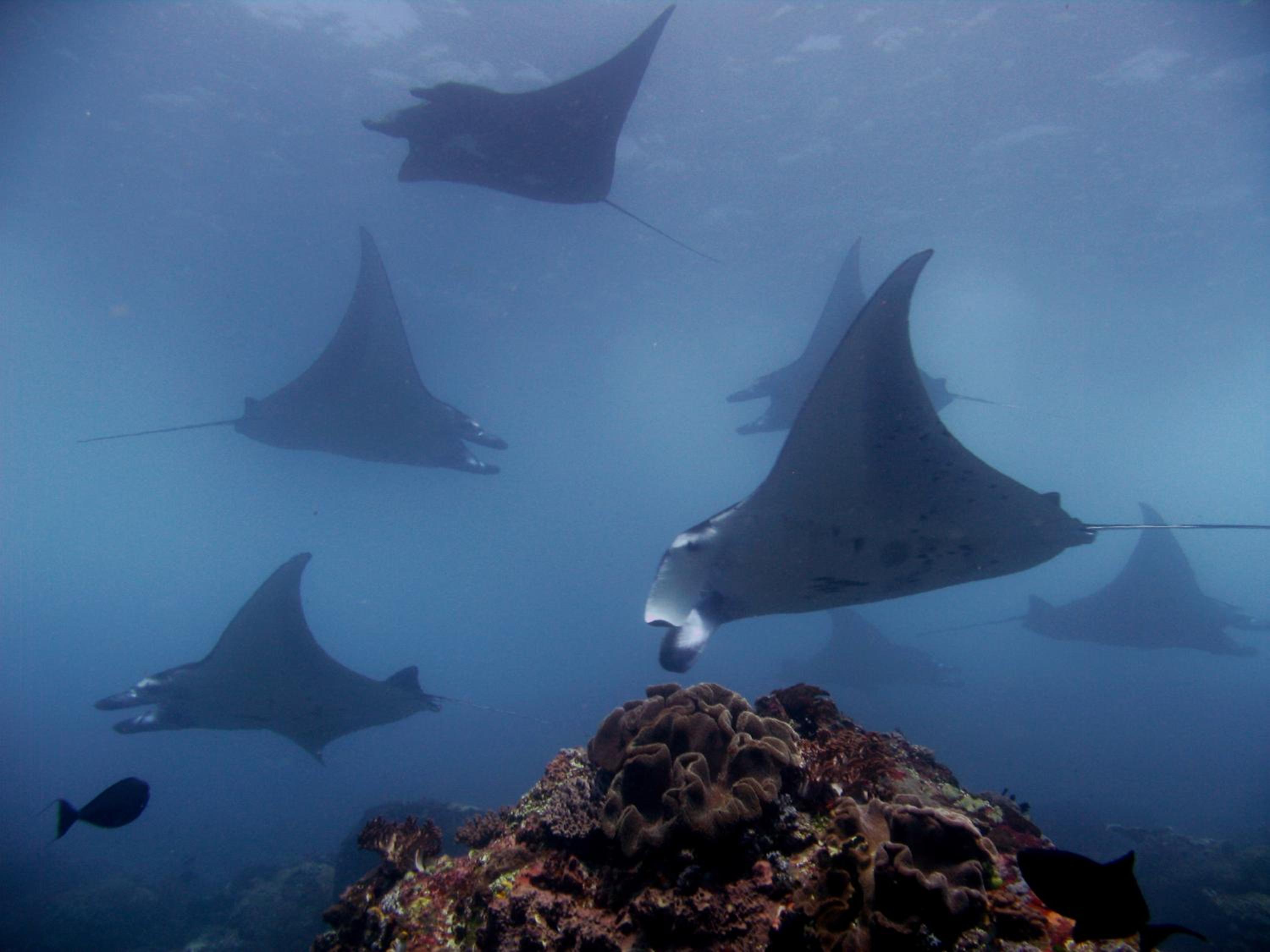Garuda Dive & Accomodation Nusa Penida