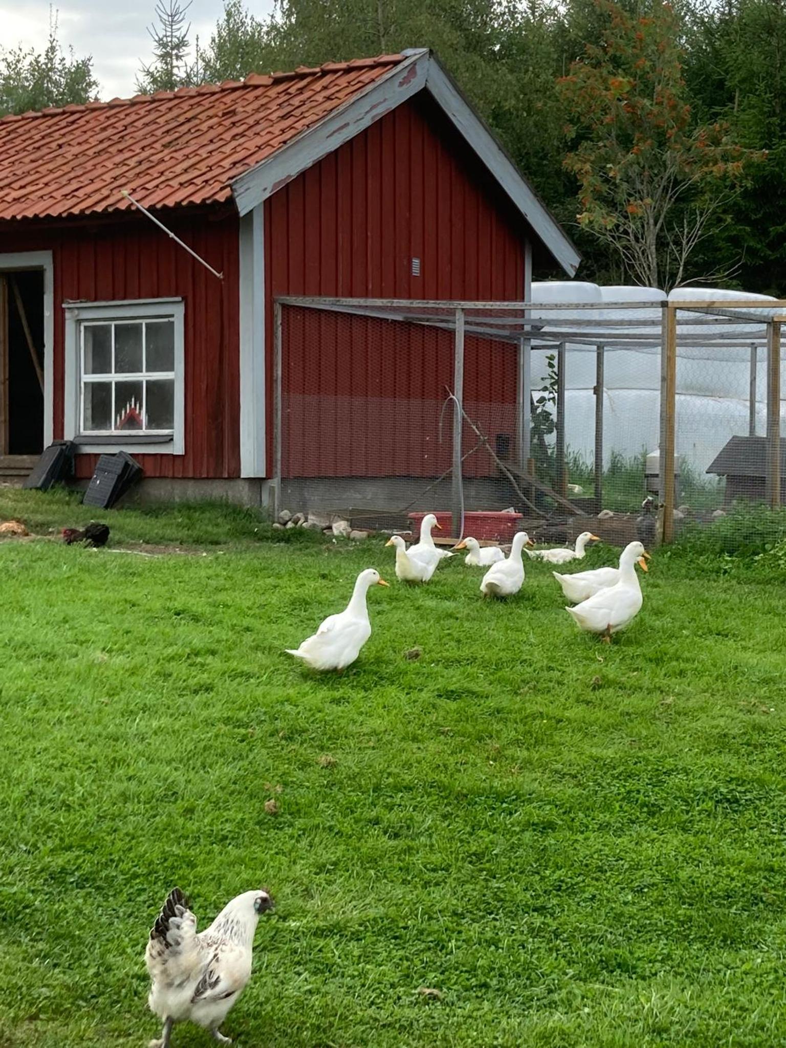Täppans B&B view 2