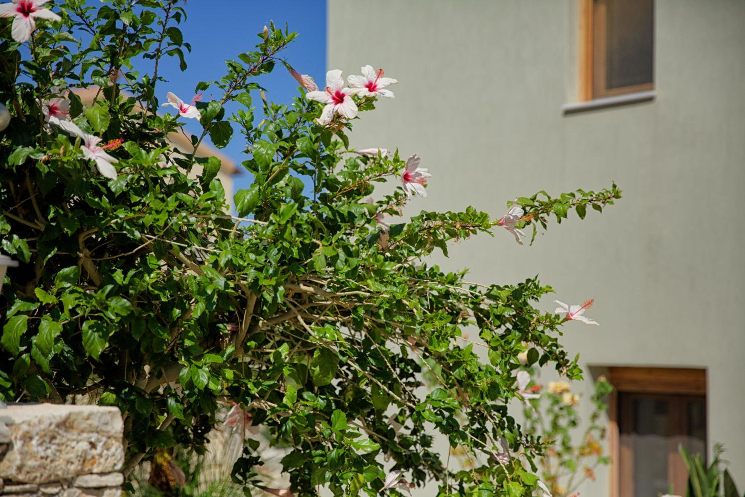 Aspro Apartments