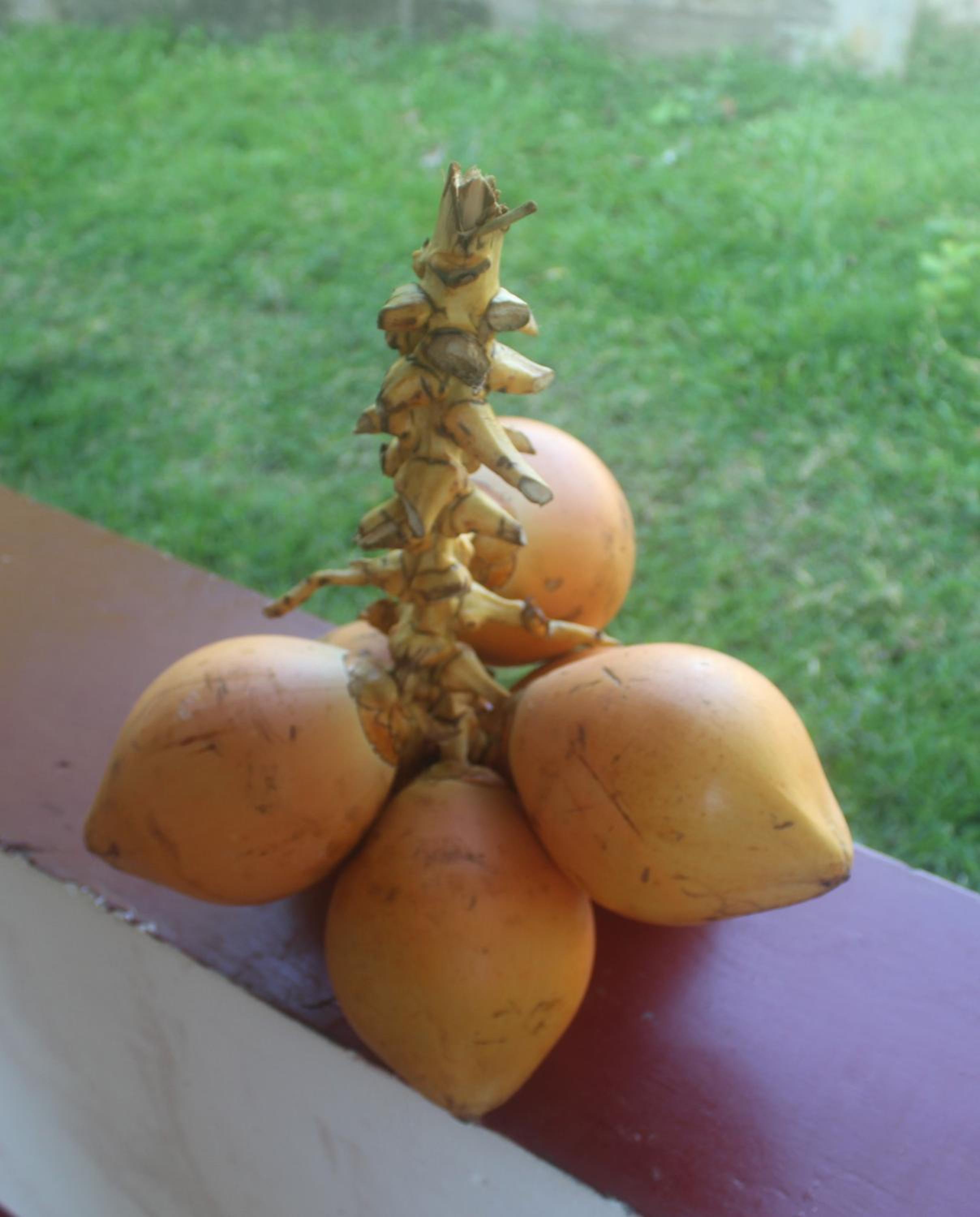 HiruSadu Leasure Pod