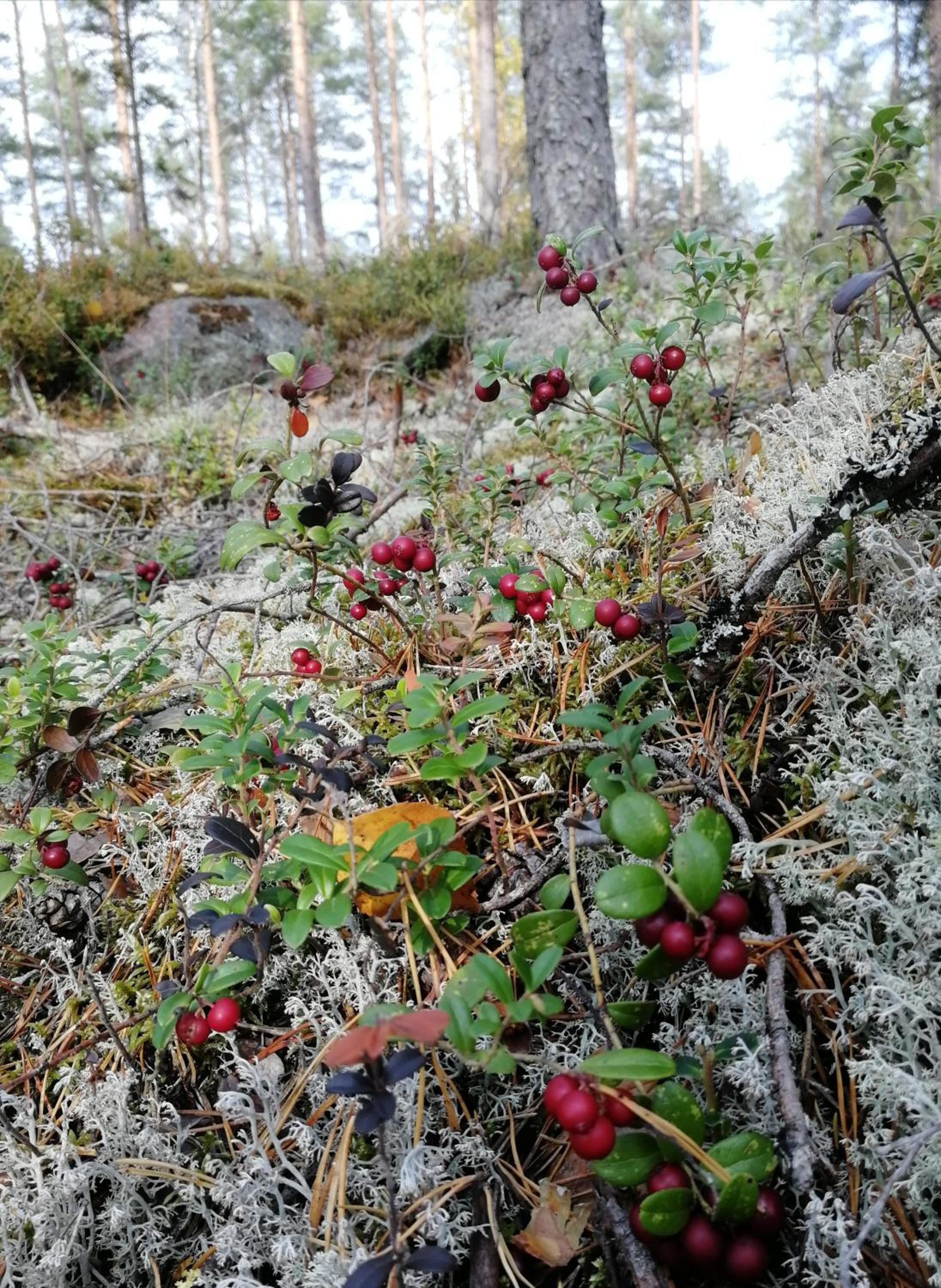 Rinnelehto