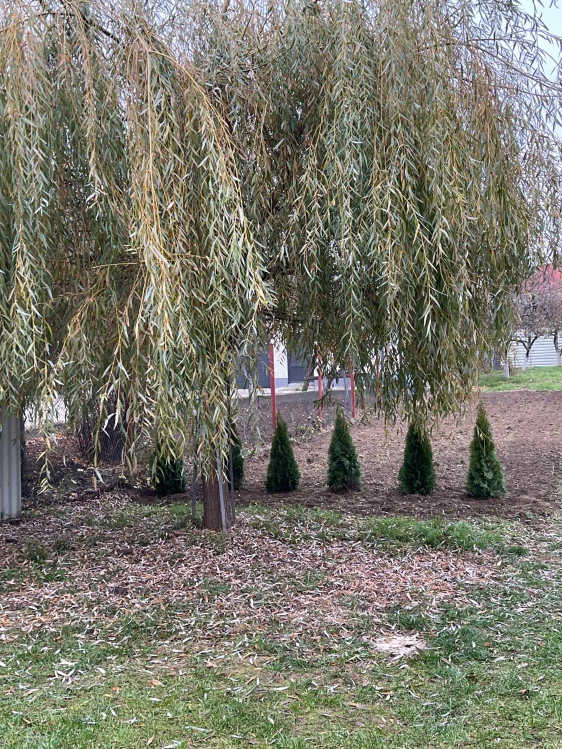 Photo 23