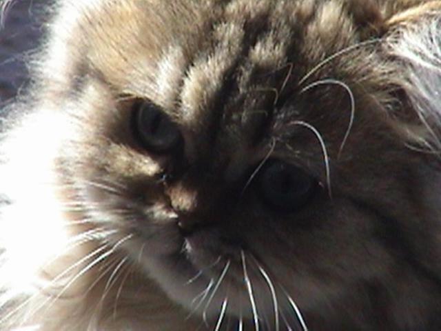 Photo 74