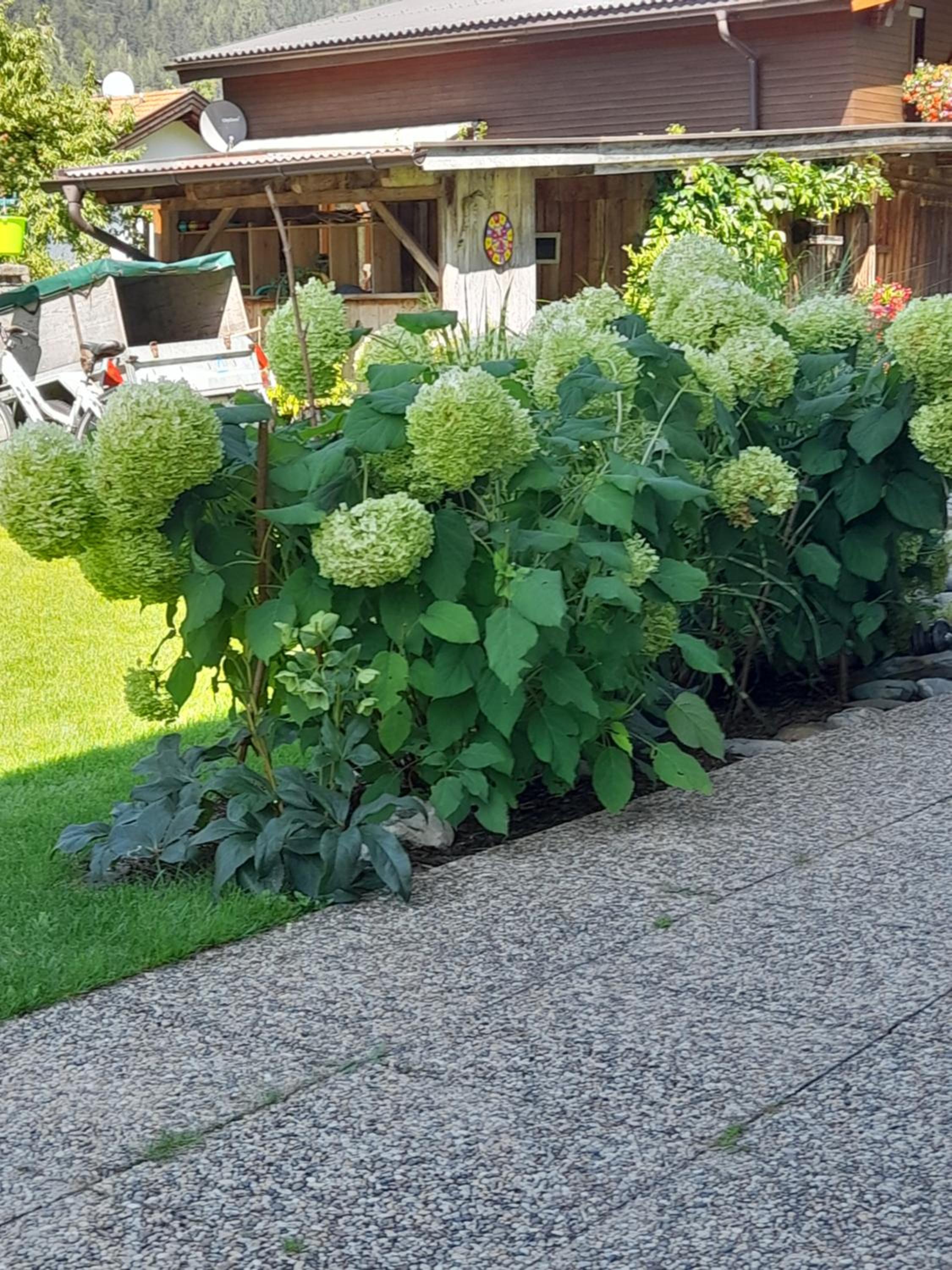 Apart Pöll