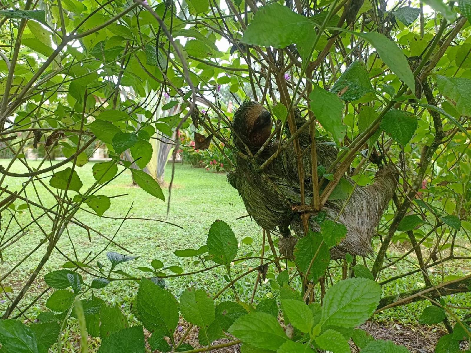 Villa Ceiba view 3