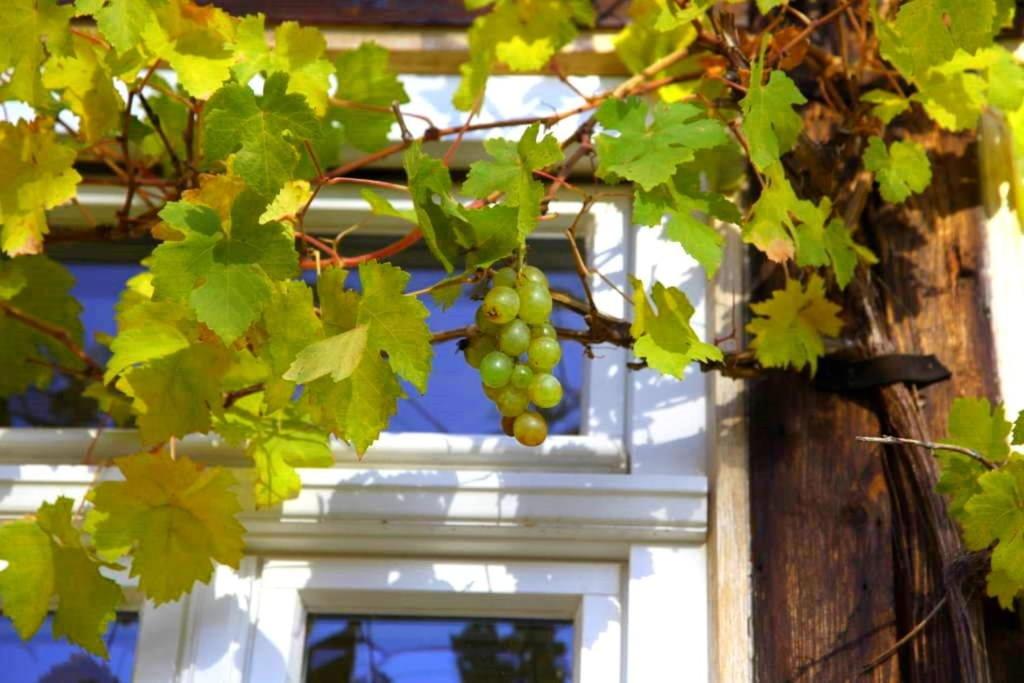 Fachwerkhaus mit rustikalem Weinkeller und Garten, ganze Unterkunft, gute Lage