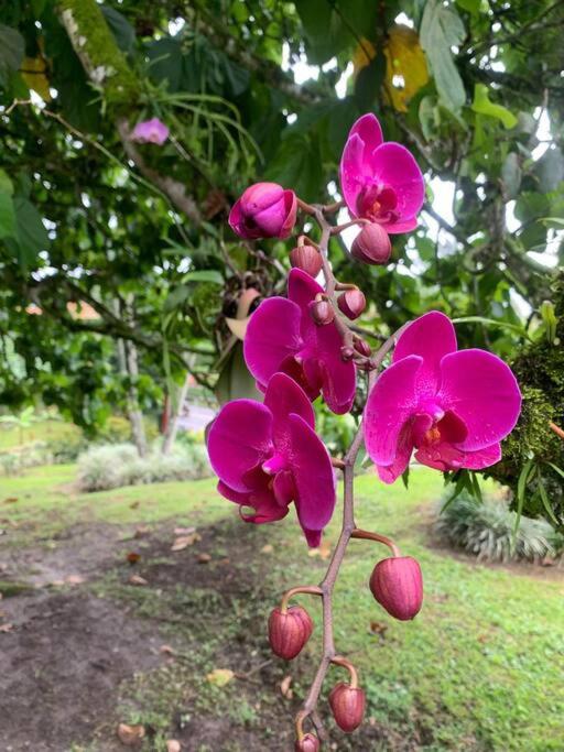 Finca Turistica Eje Cafetero