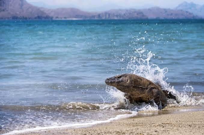 Komodo Homestay view 4