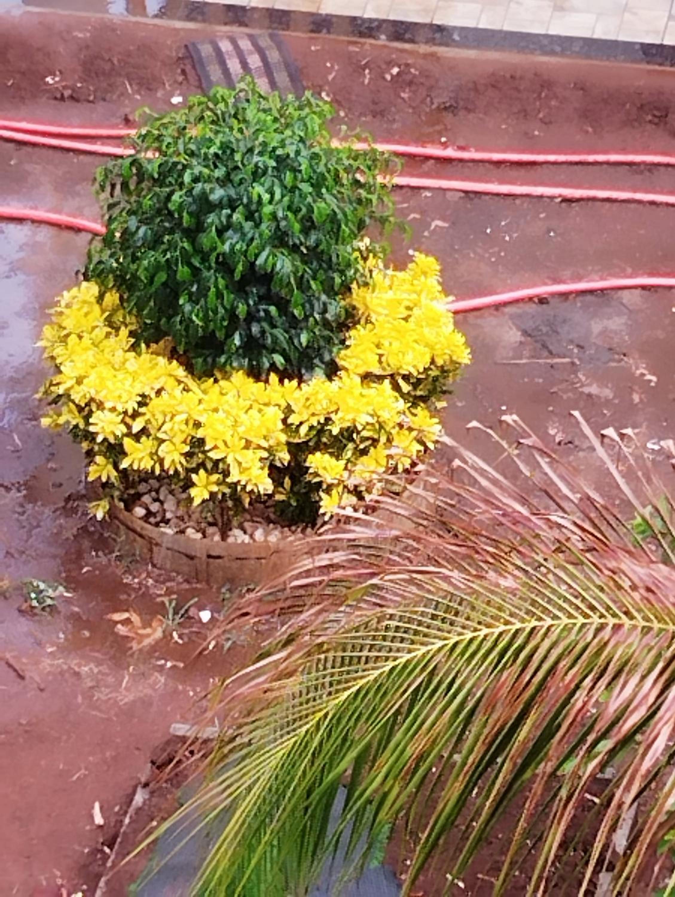 Saichha, Paradise Home, view 3