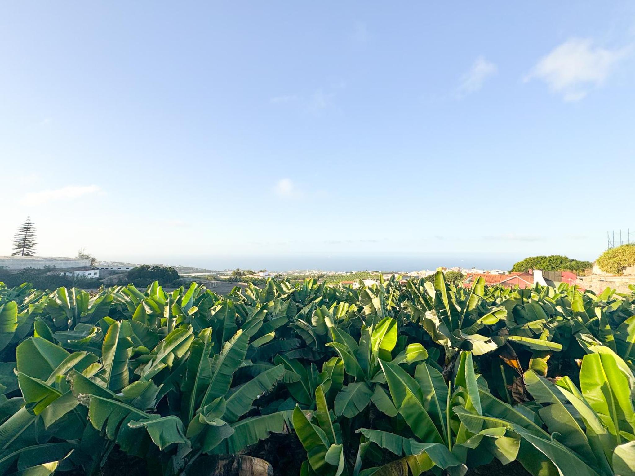 Sunset Banana Plantation House with sea views and private pool by CanaryScape
