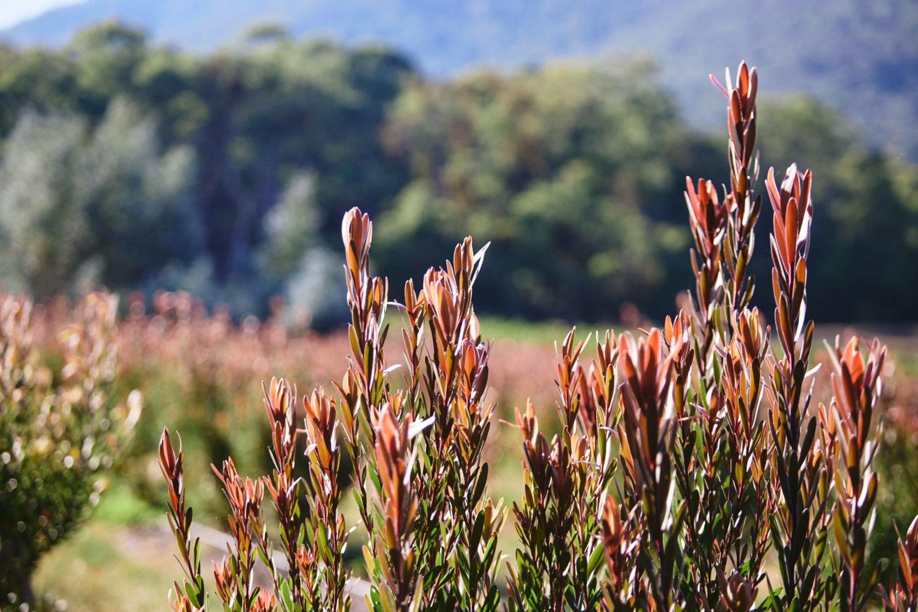 Yarradene Luxury Healesville Farmstay