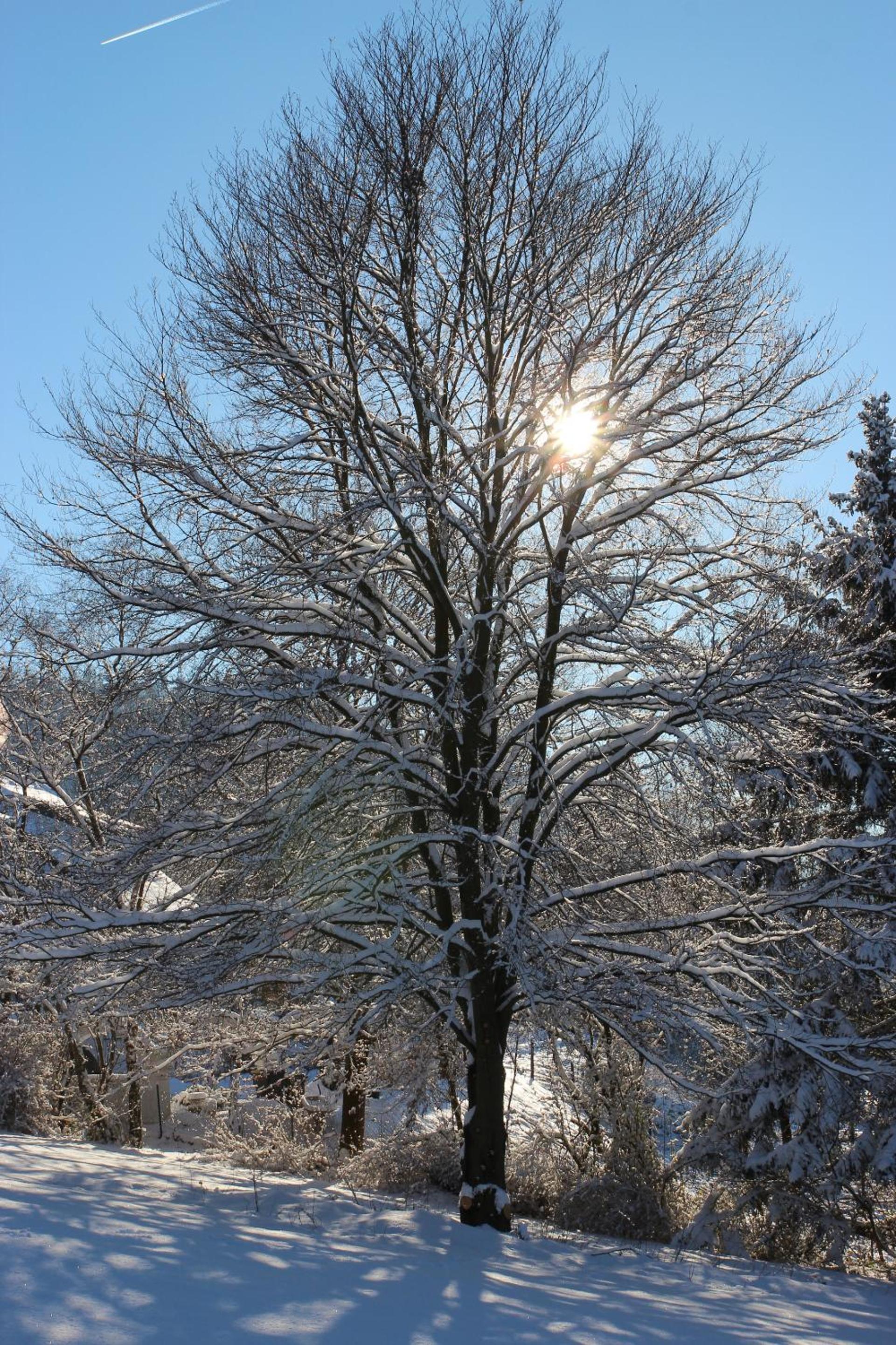 Photo 42
