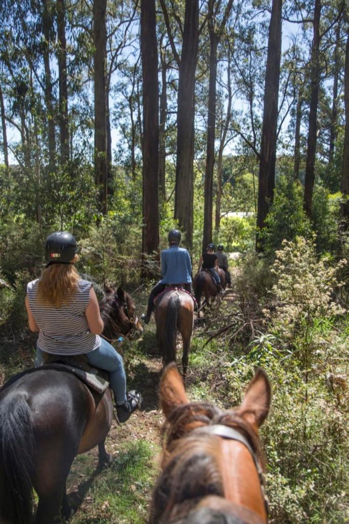 Yarradene Luxury Healesville Farmstay