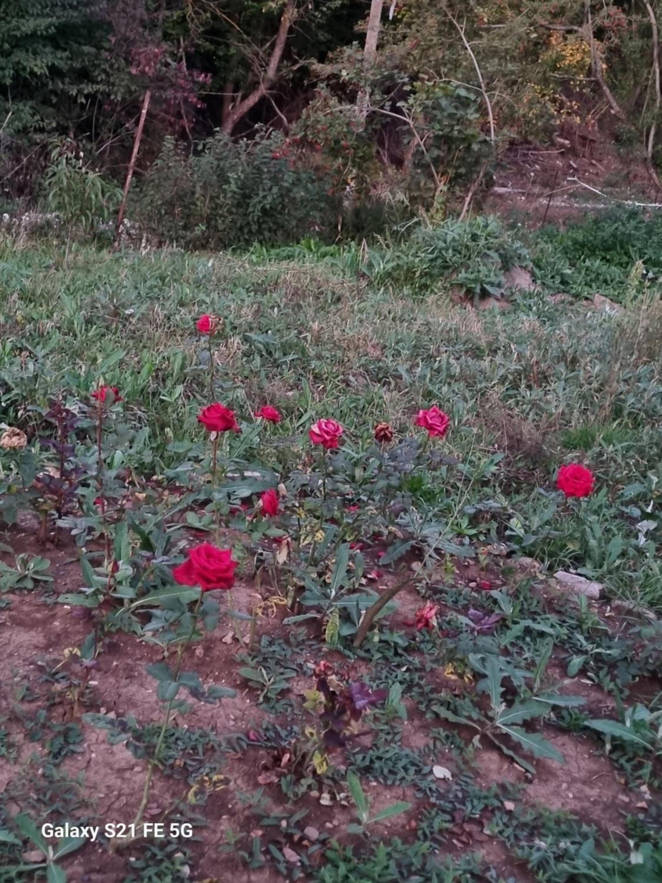 Happy Buriani