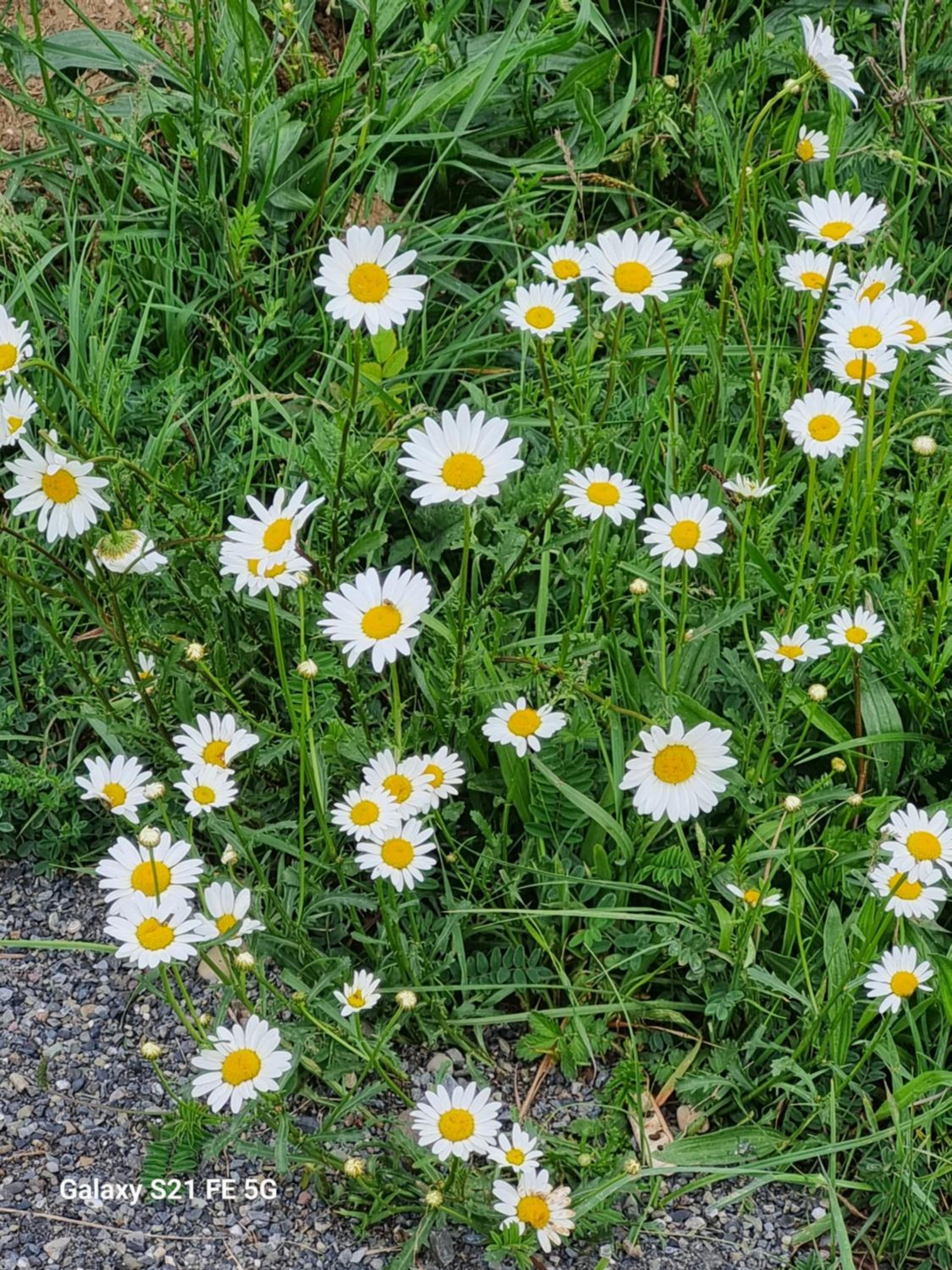 Happy Buriani