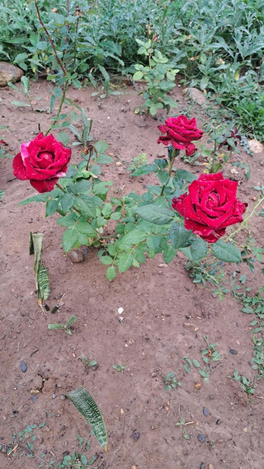 Happy Buriani
