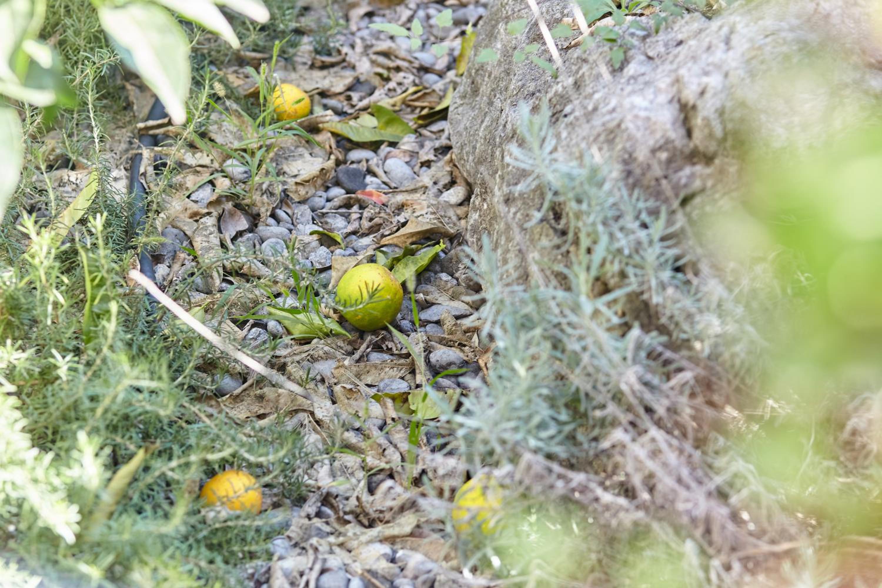 Photo 25