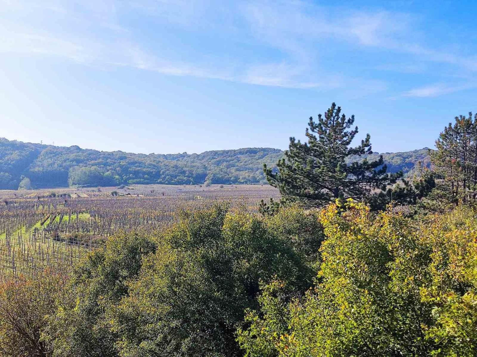 Vineyard apartment