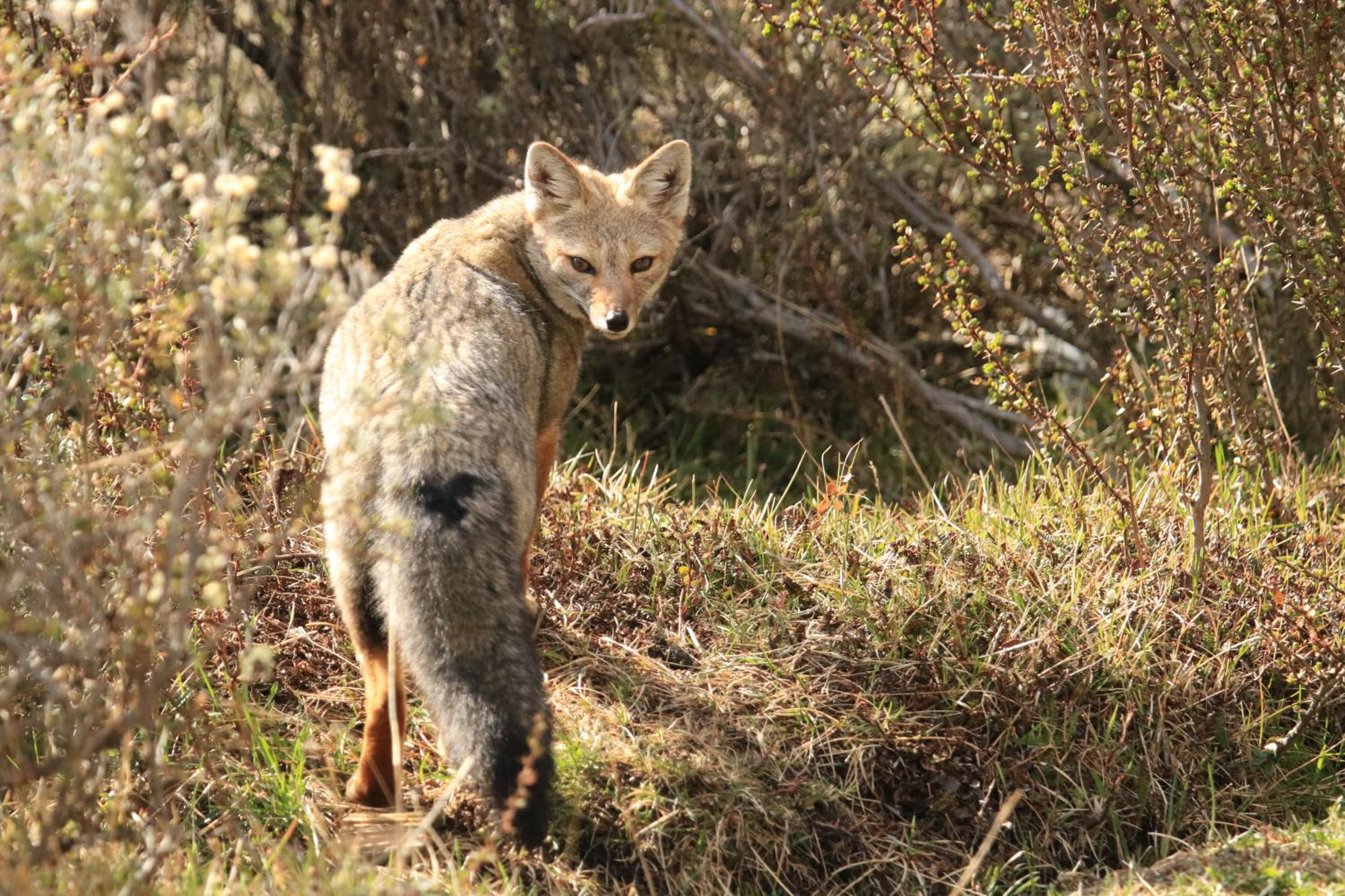 Innata Patagonia Pampa Guanaco Lodge