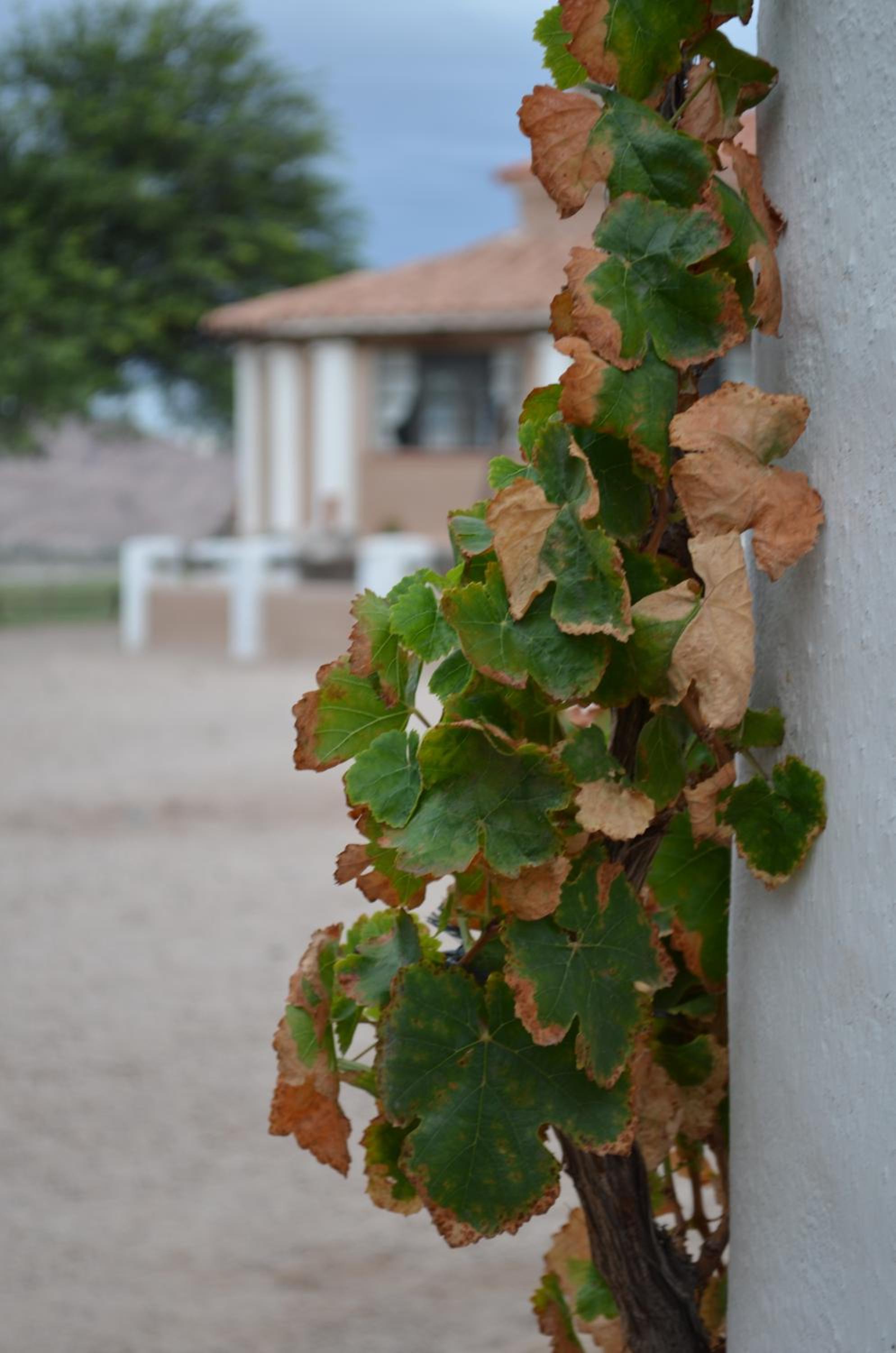 Finca El Carmen