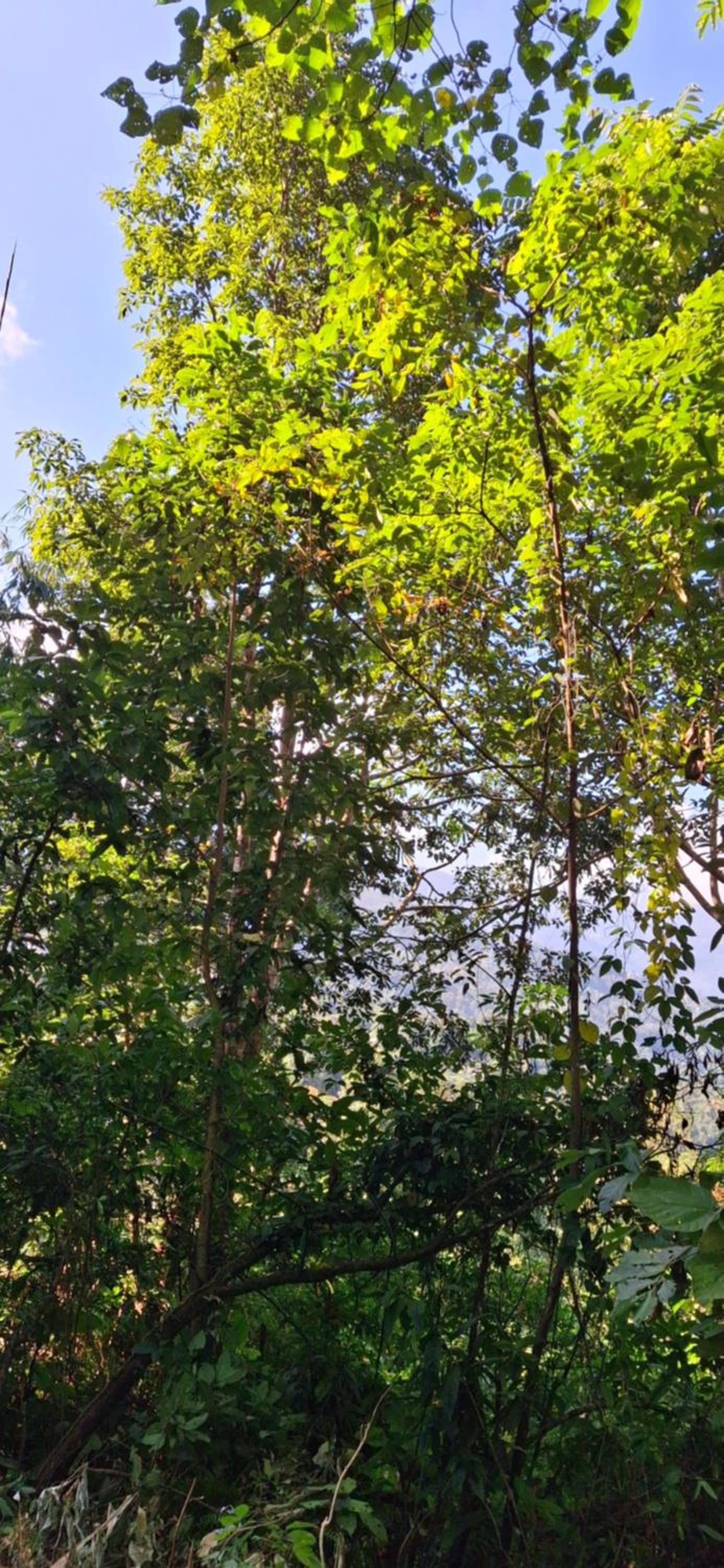 Beth Meon Homestay view 4