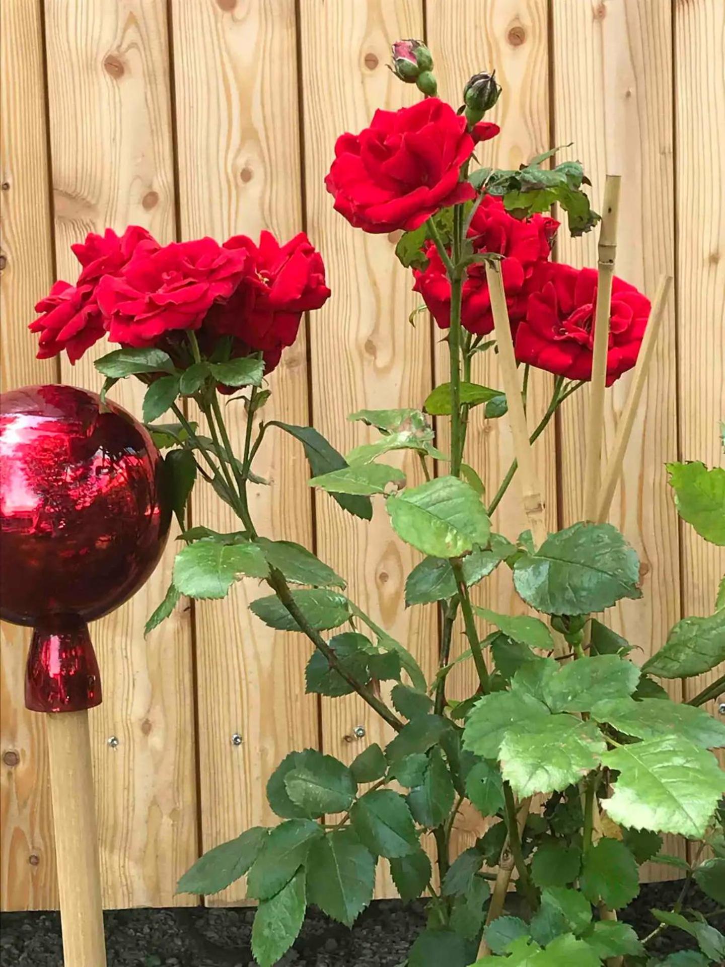 Tinyhouse Schneeweißchen & Rosenrot