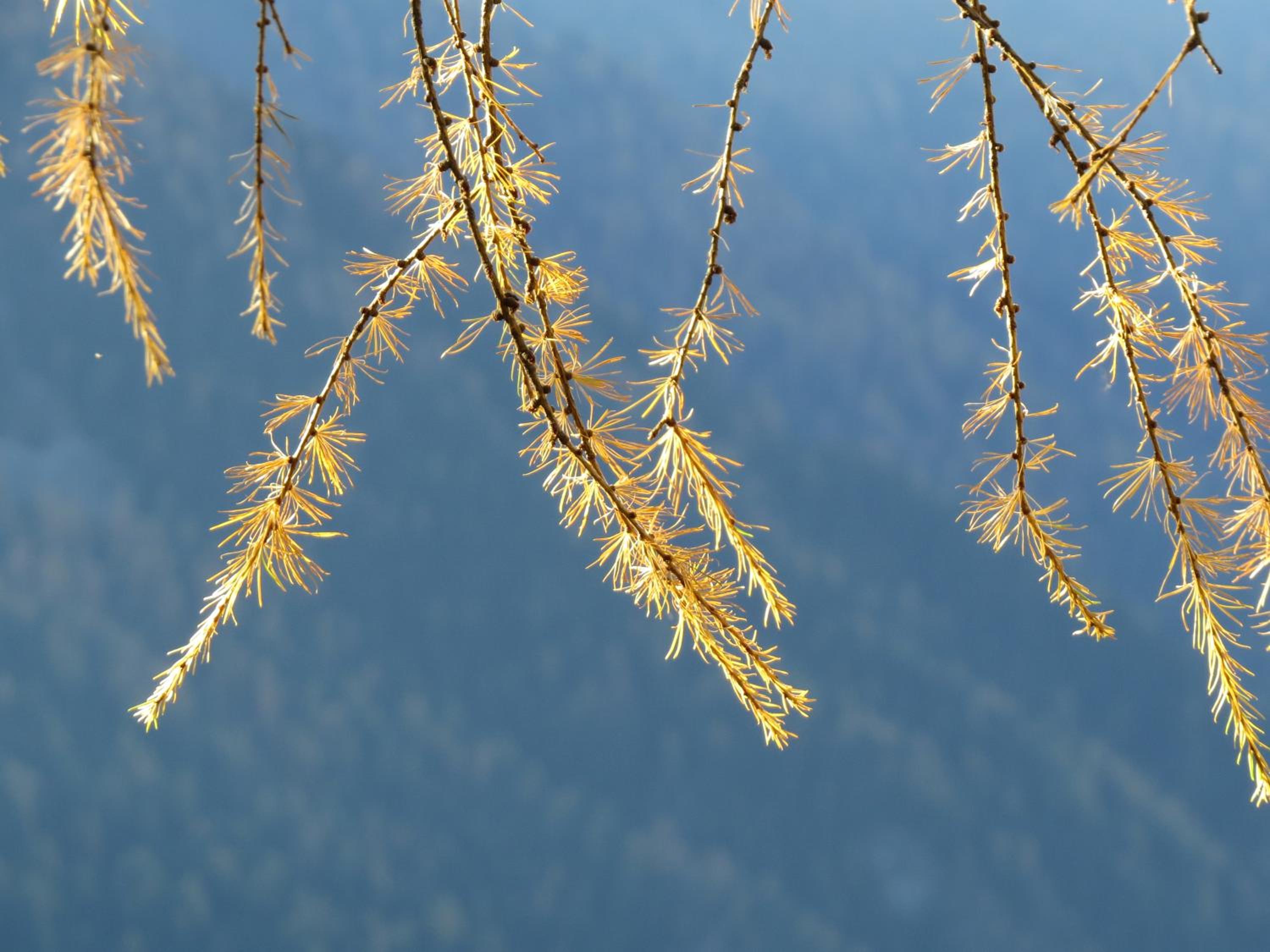 Sportpension Alpenrose