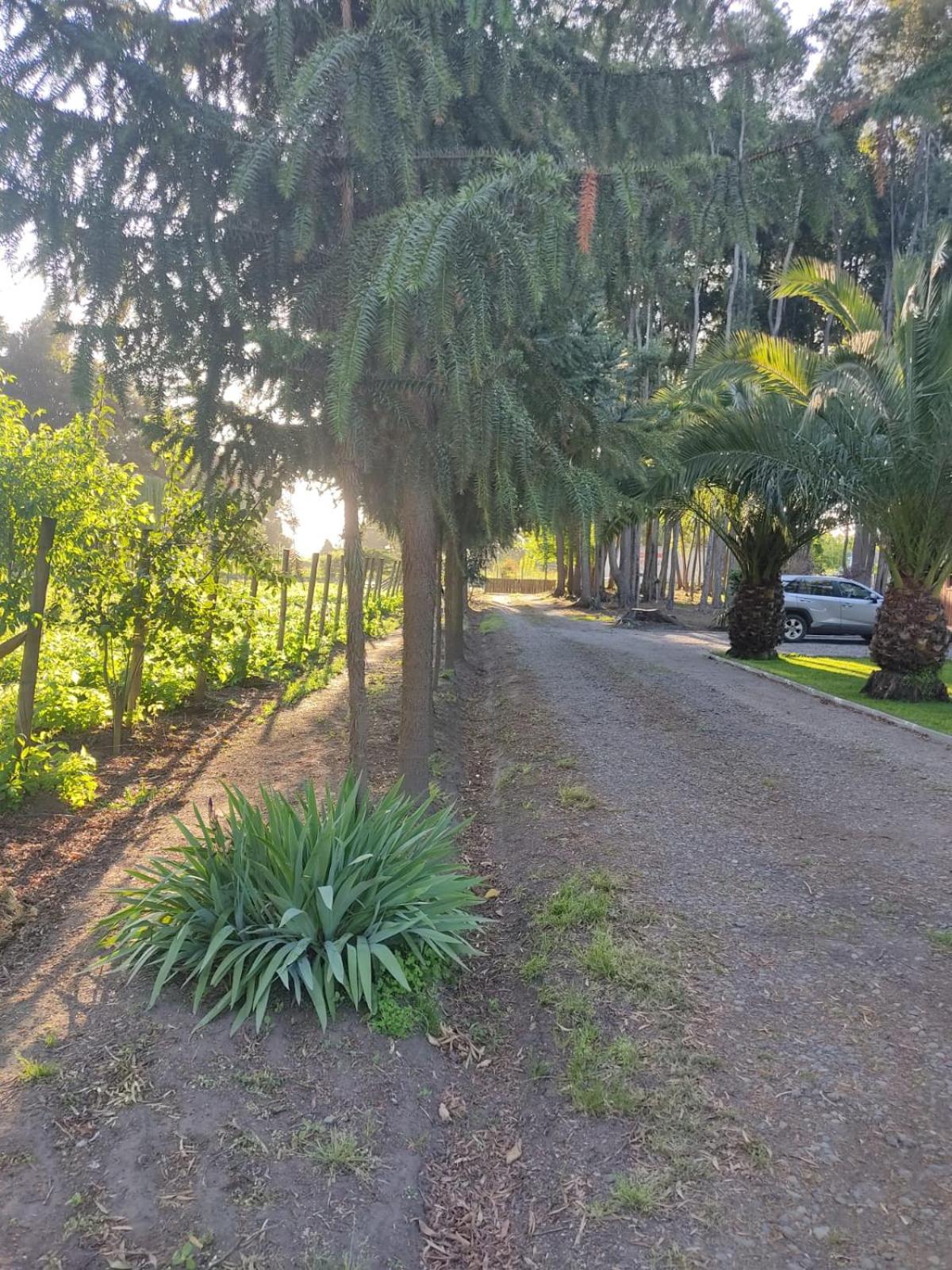 Cabaña las Araucarias