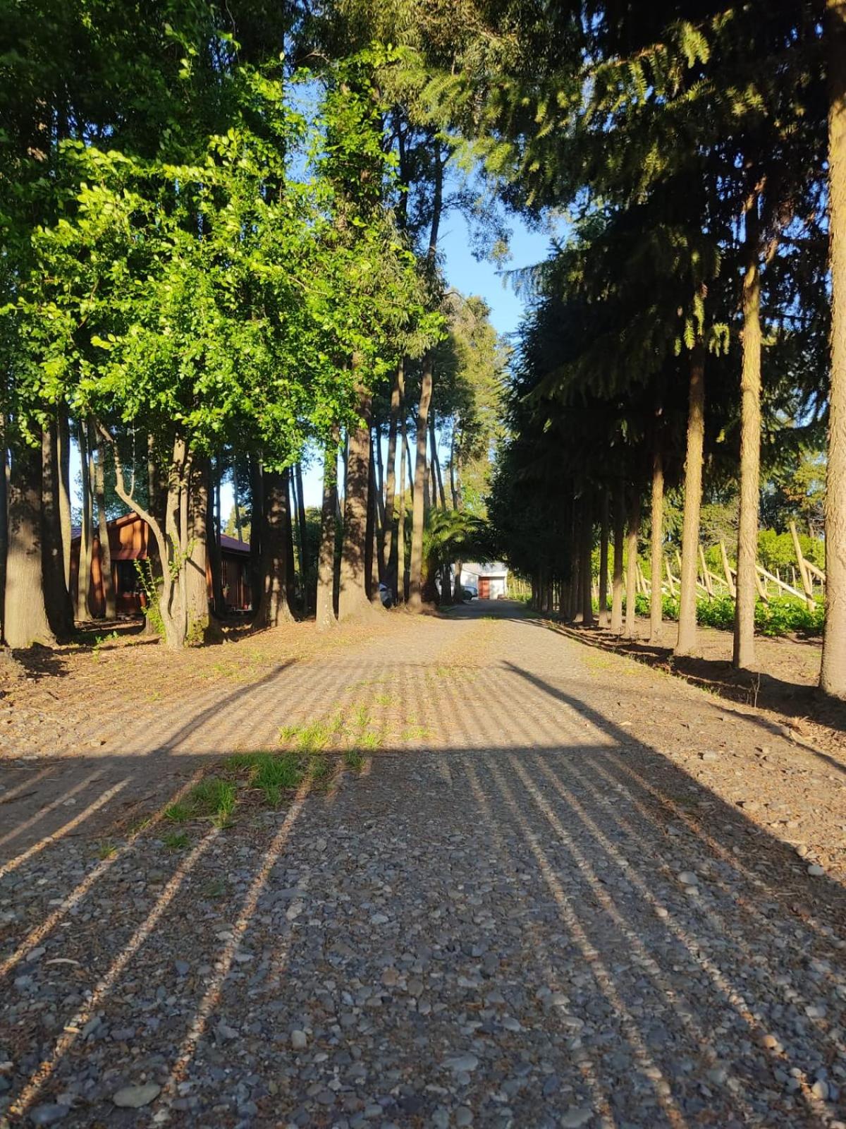 Cabaña las Araucarias