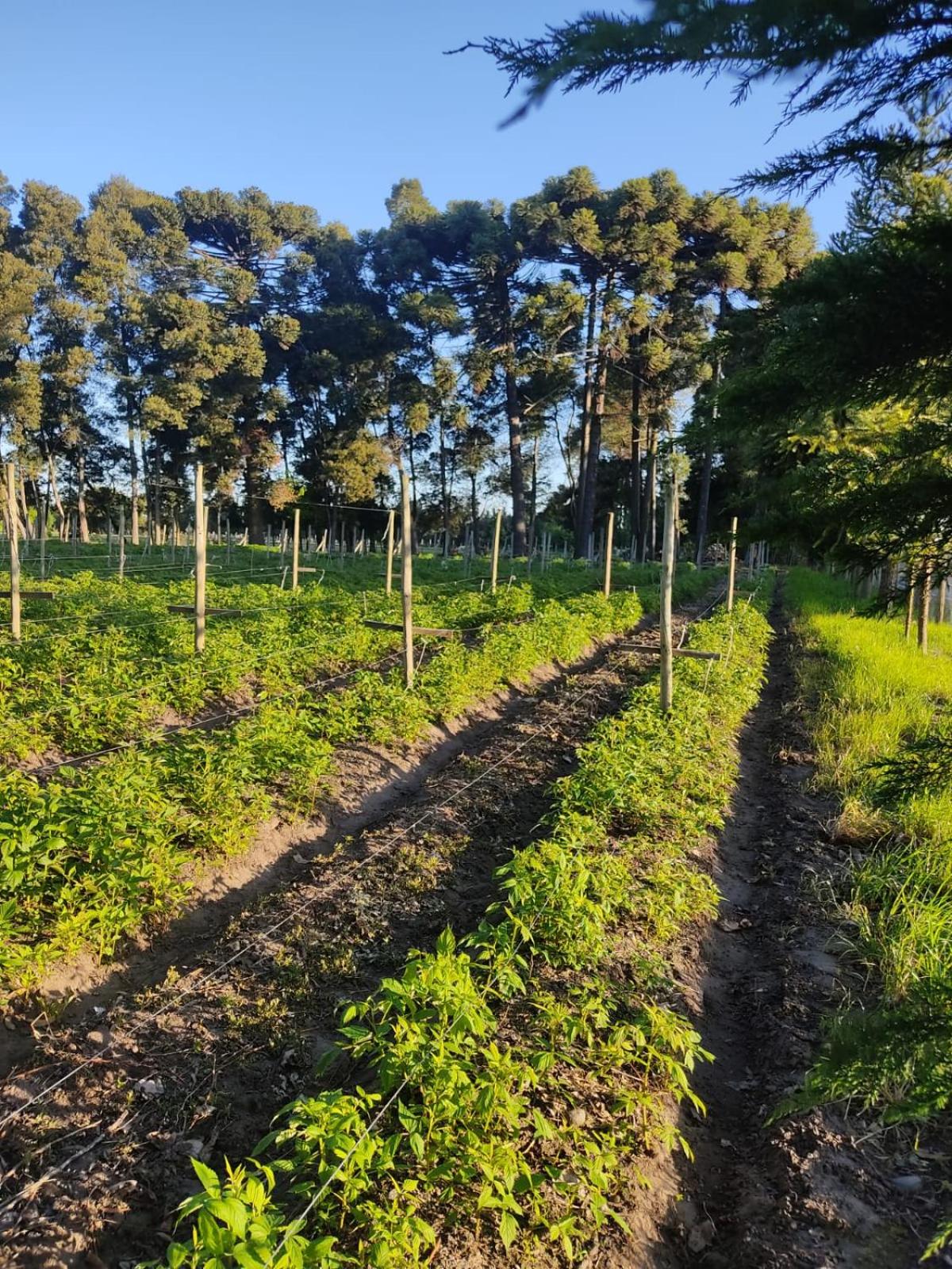 Cabaña las Araucarias