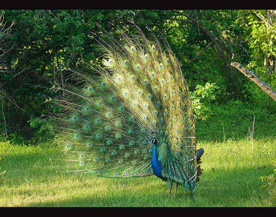 Villa Butterfly