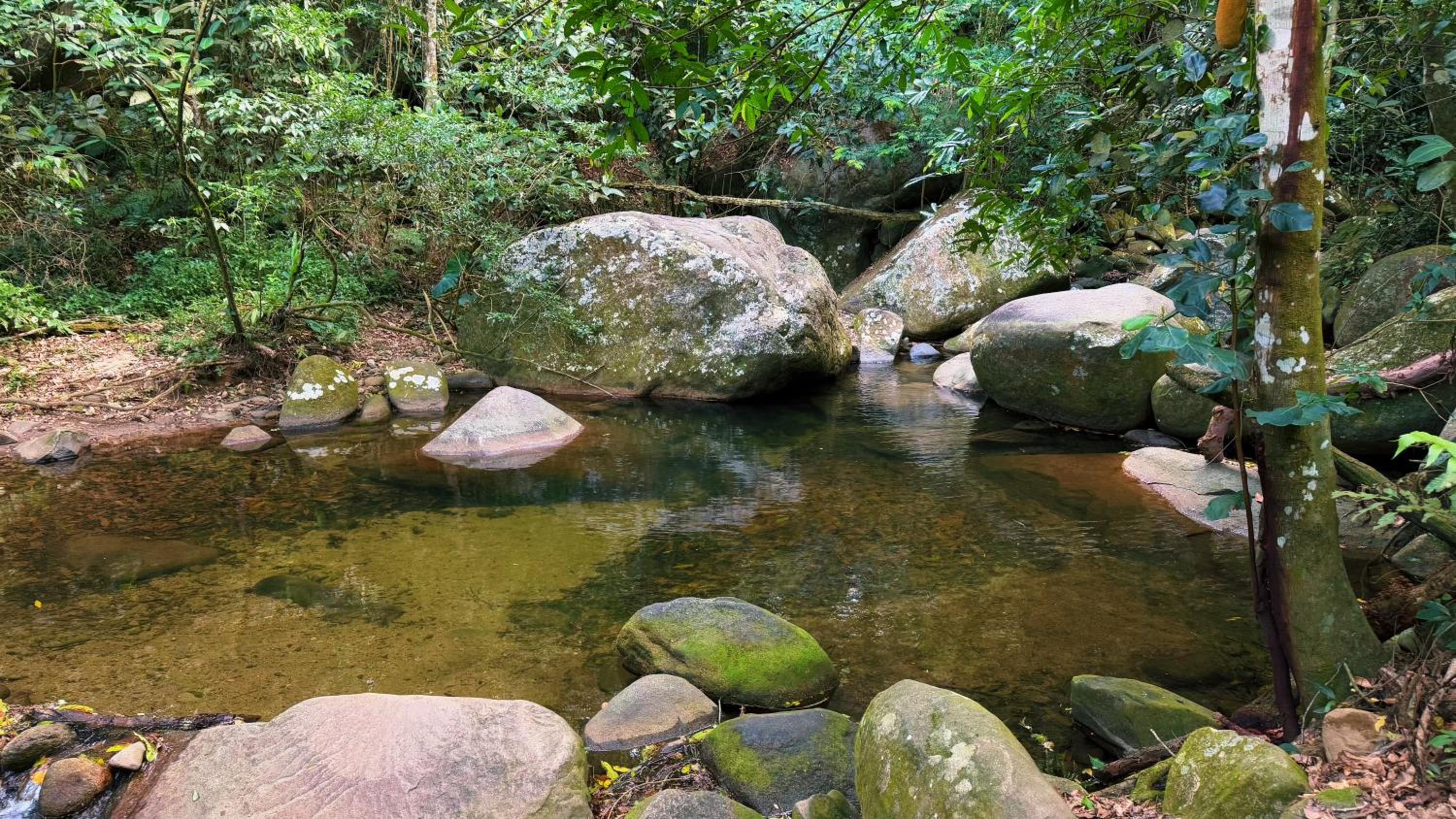 Casa da Floresta
