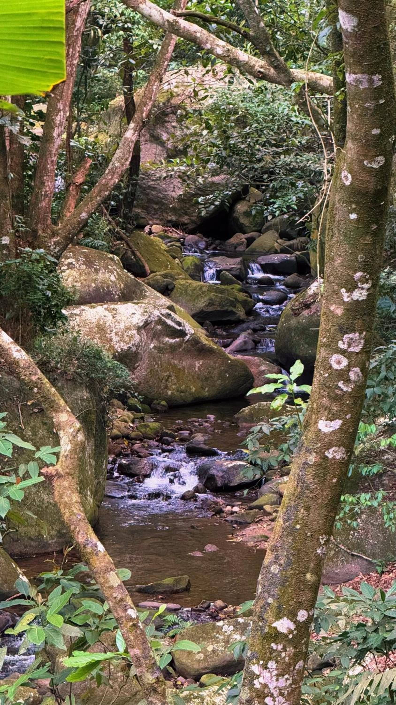 Casa da Floresta