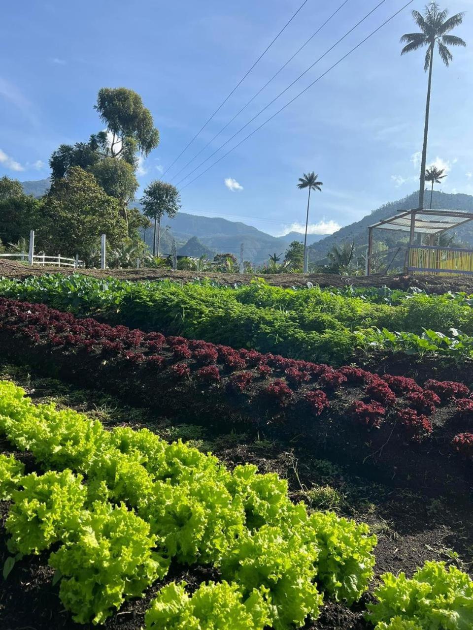 Cabaña Valle del Cocora