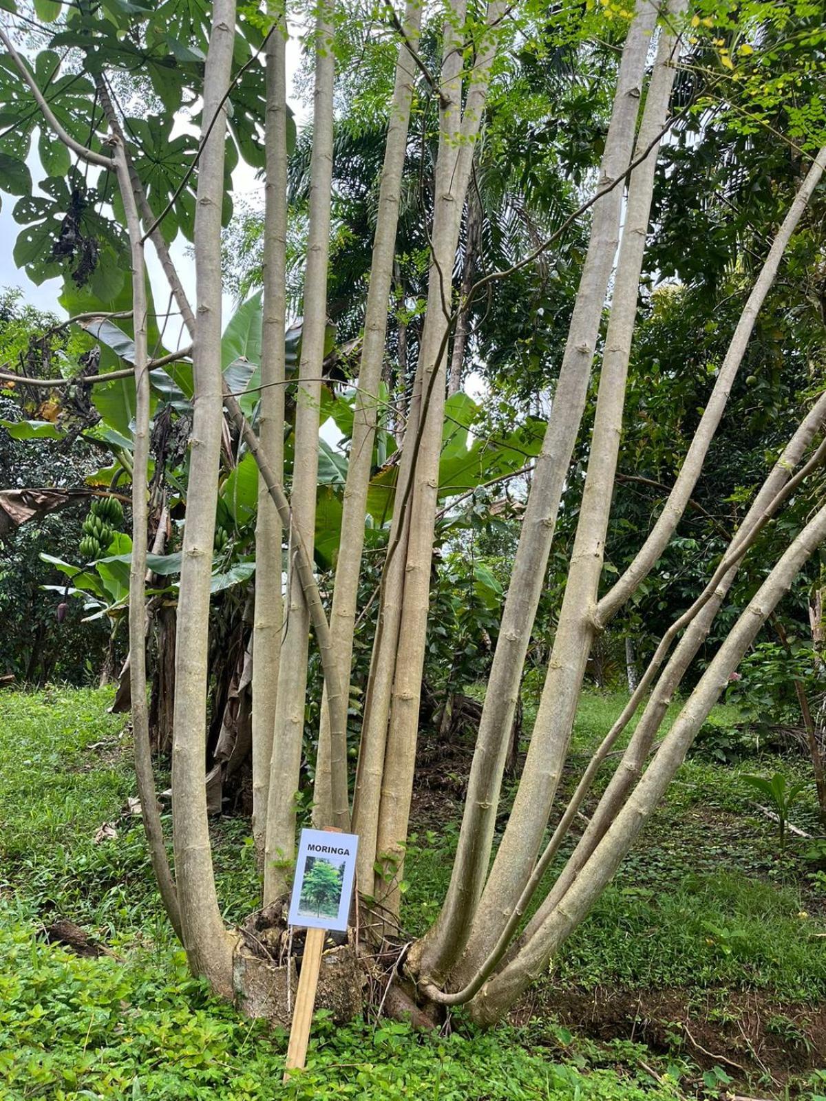 Bamboo Jungle Room 3 nights minimum stay