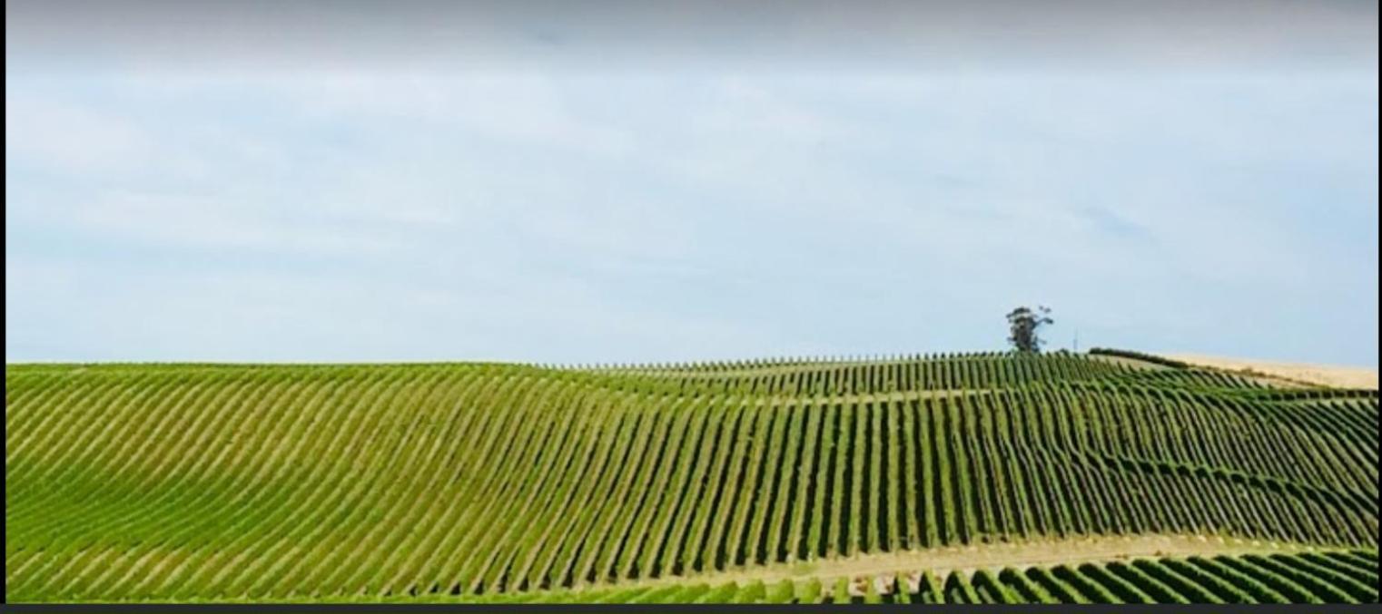 Caravino - Above the Vines view 4