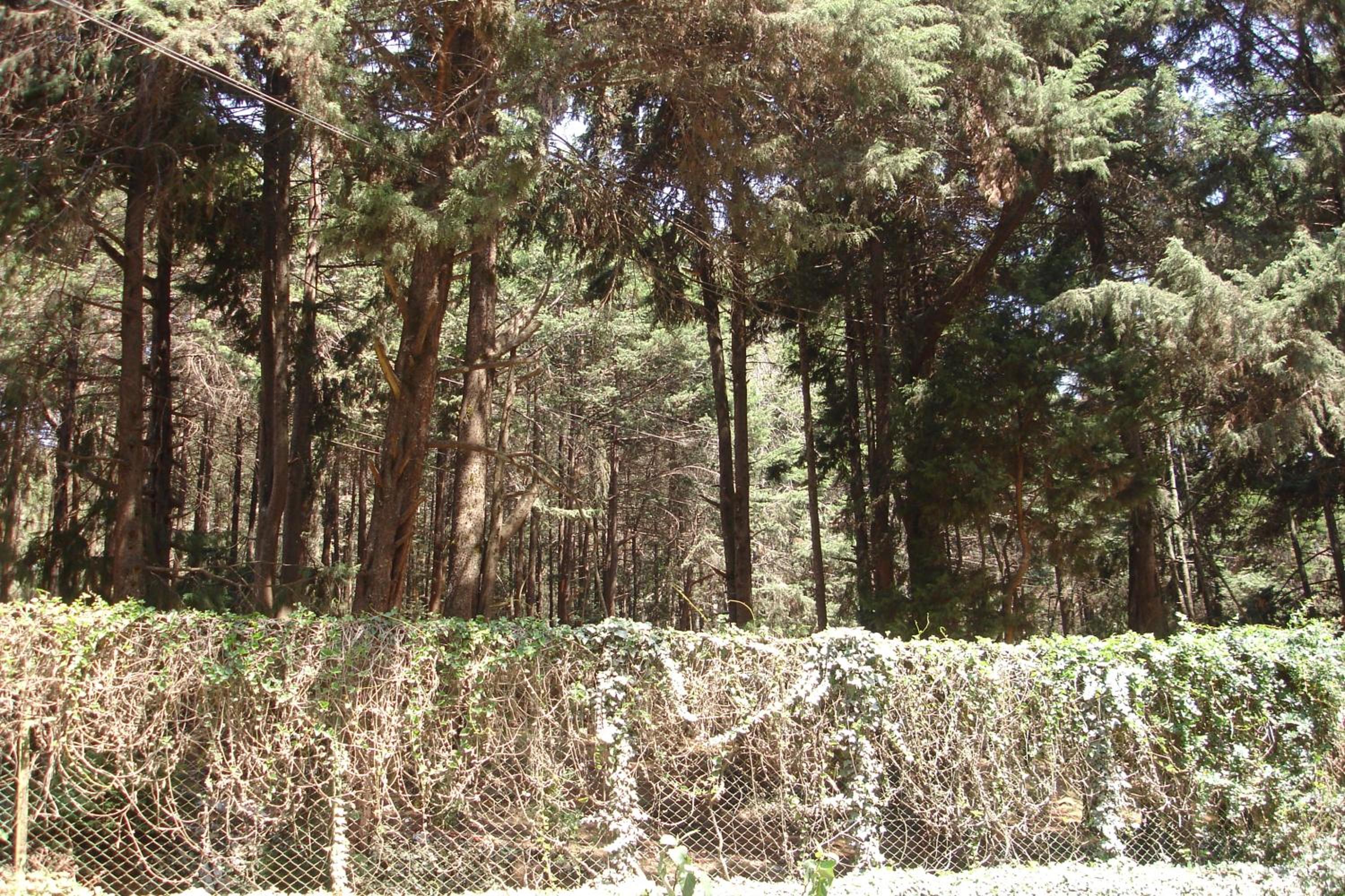 Photo 31