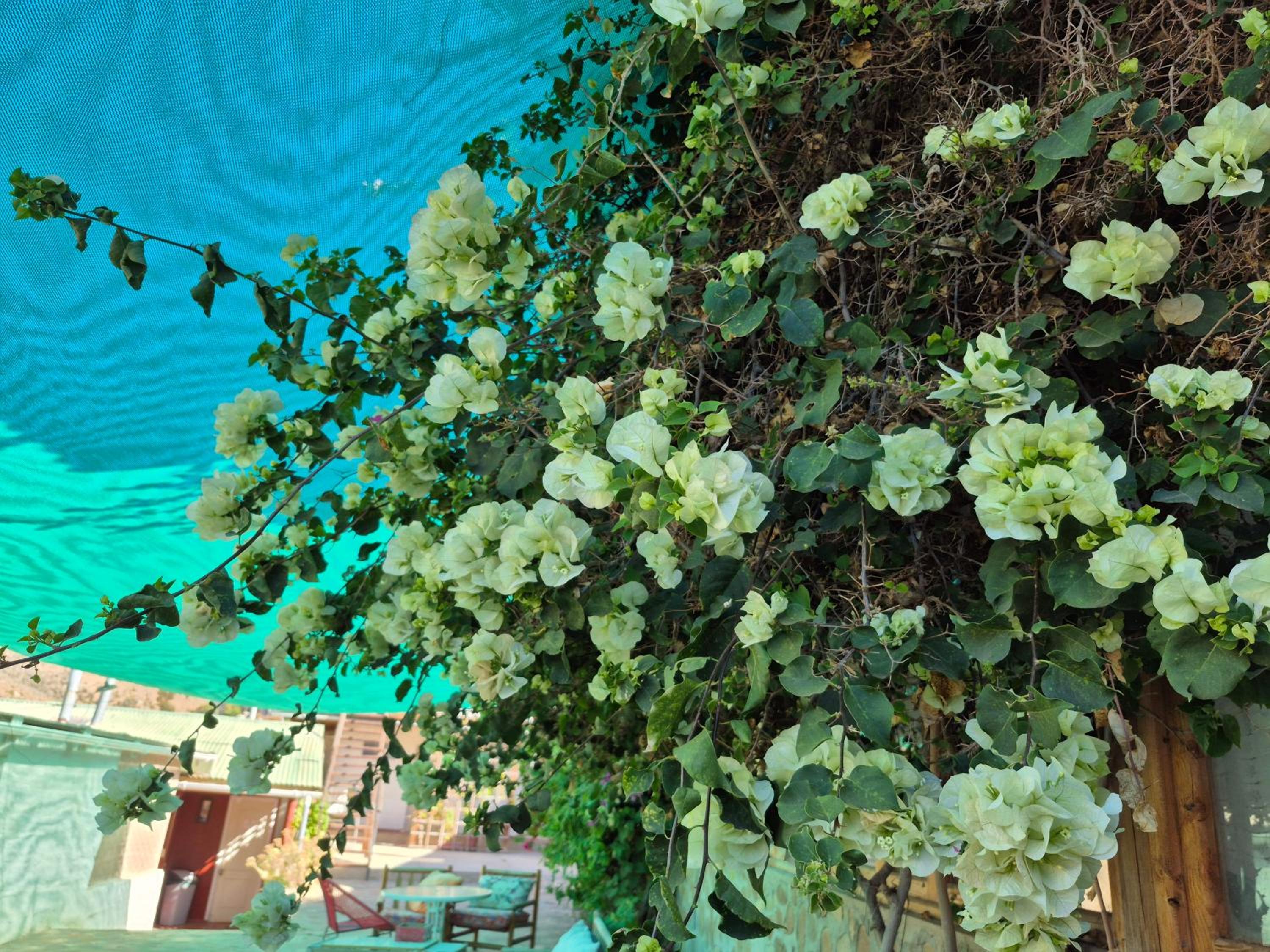 Hostal Los Almendros