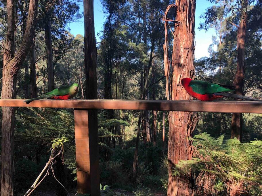 Forest Retreat