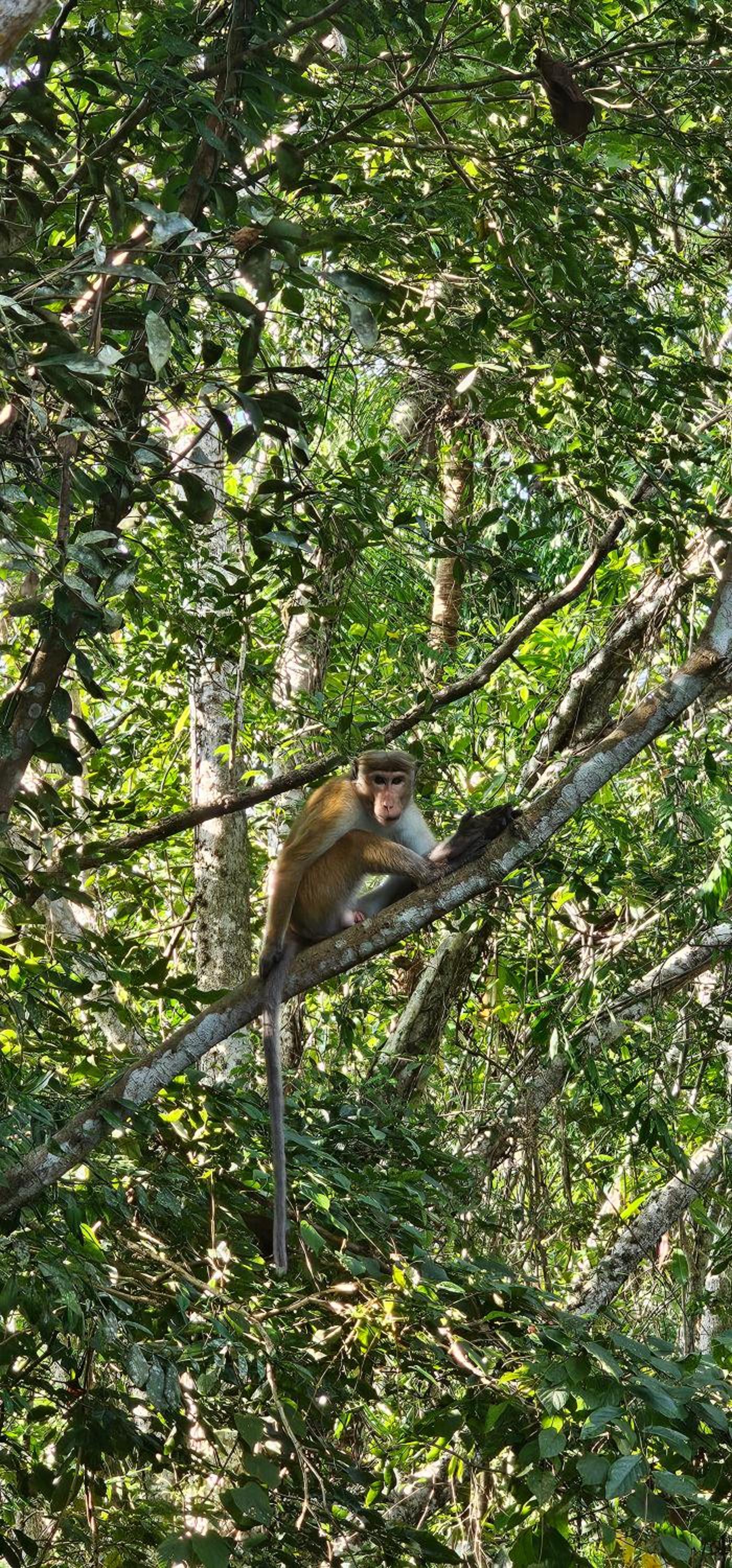 Debaraliyadda Estate