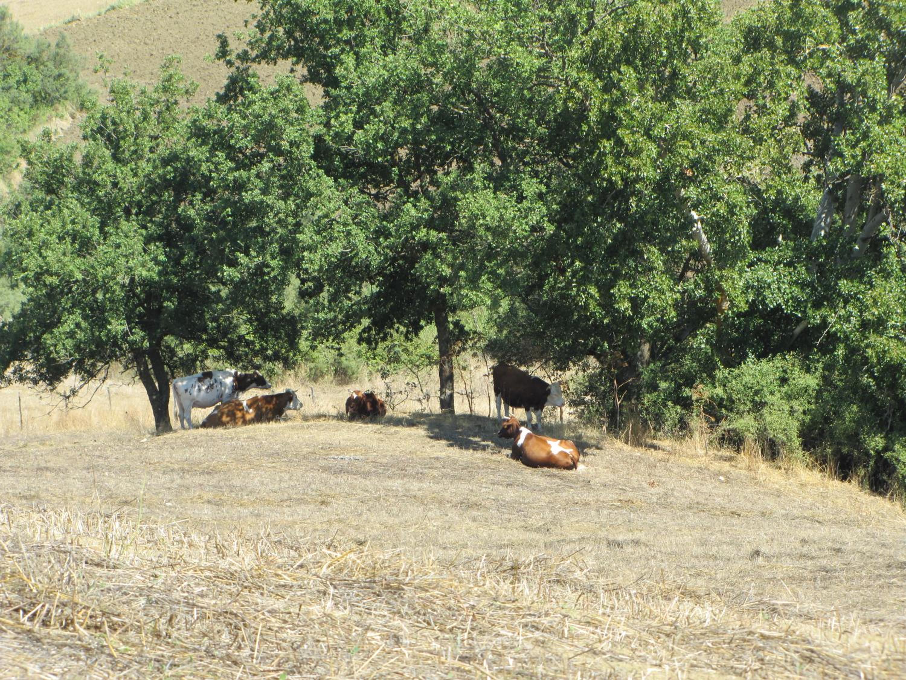Agriturismo San Pietro